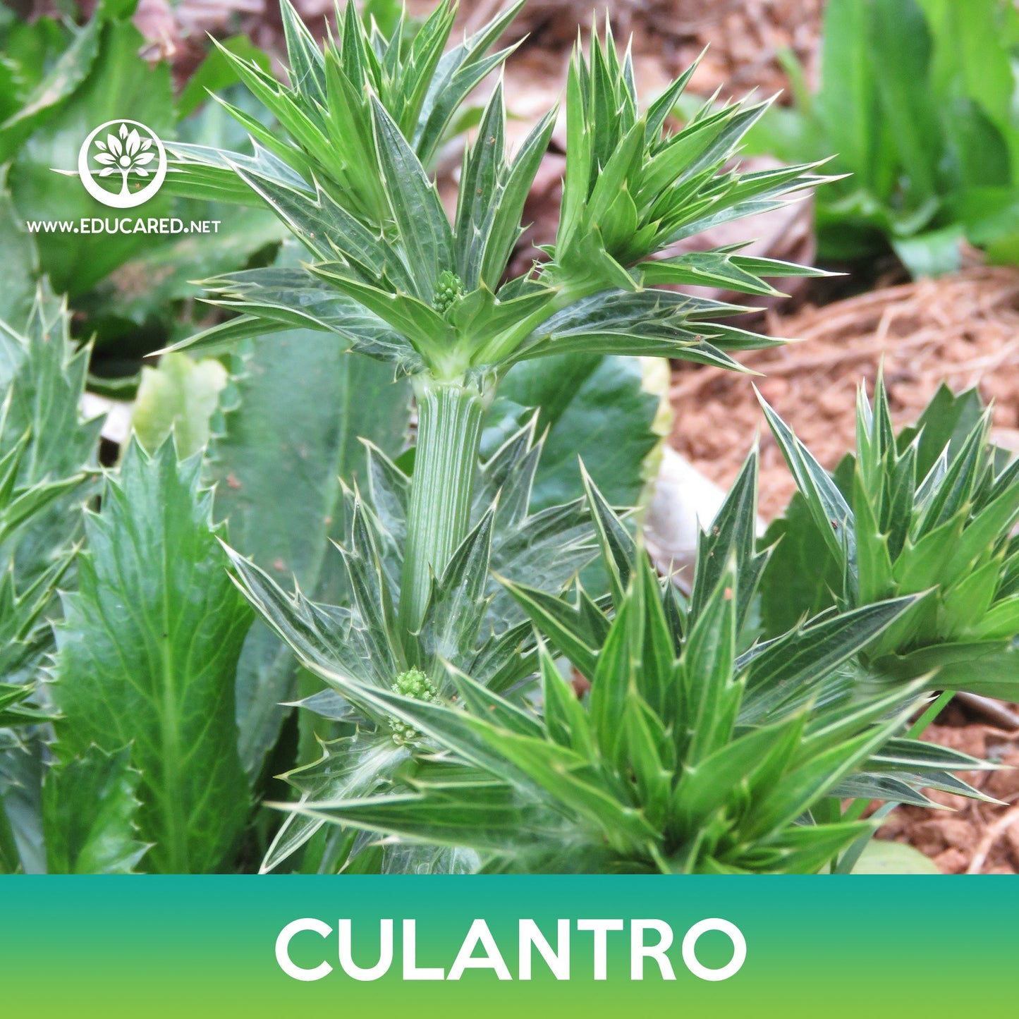 Culantro Seeds, False Coriander, Spiny Coriander, Eryngium foetidum