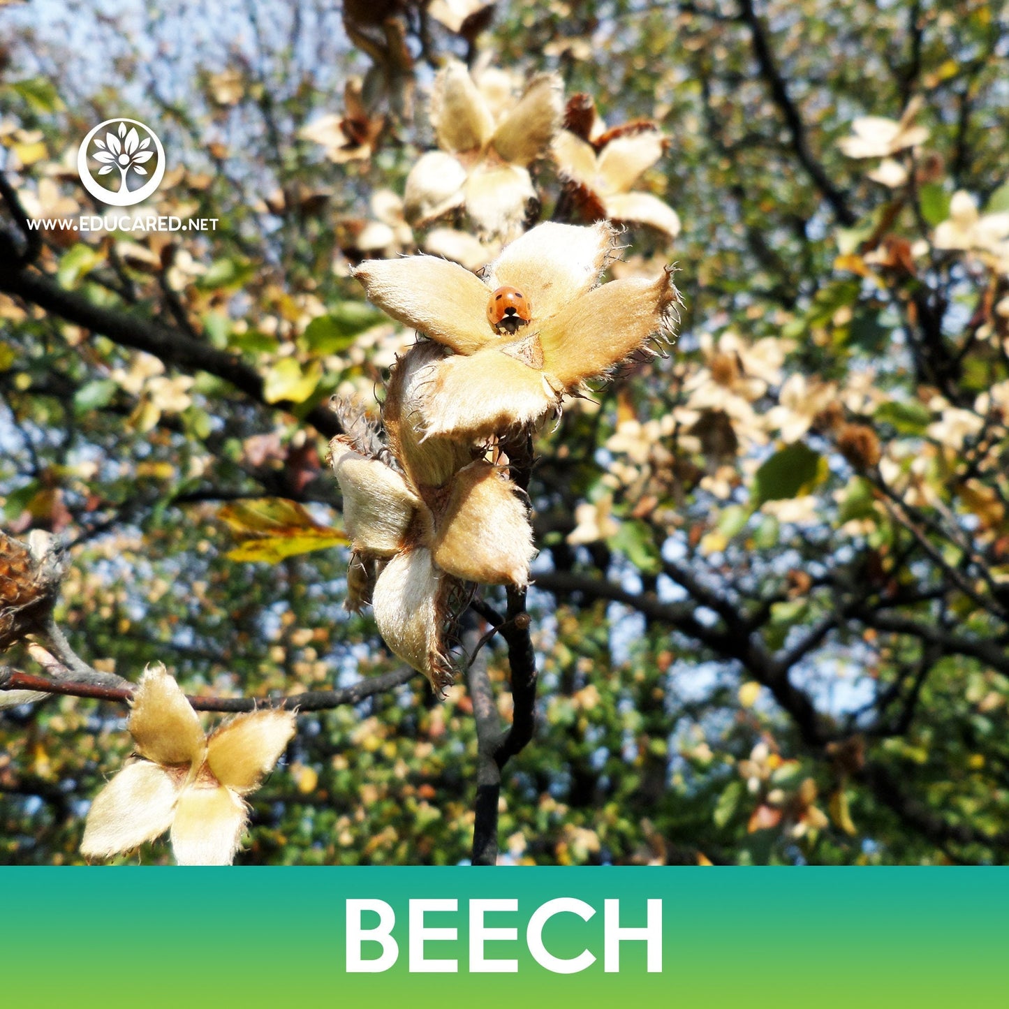 Beech Tree Seeds, Fagus