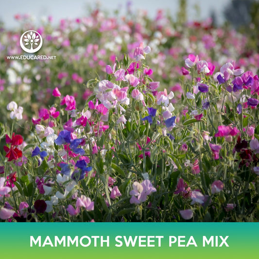 Mammoth Sweet Pea Mix Seeds