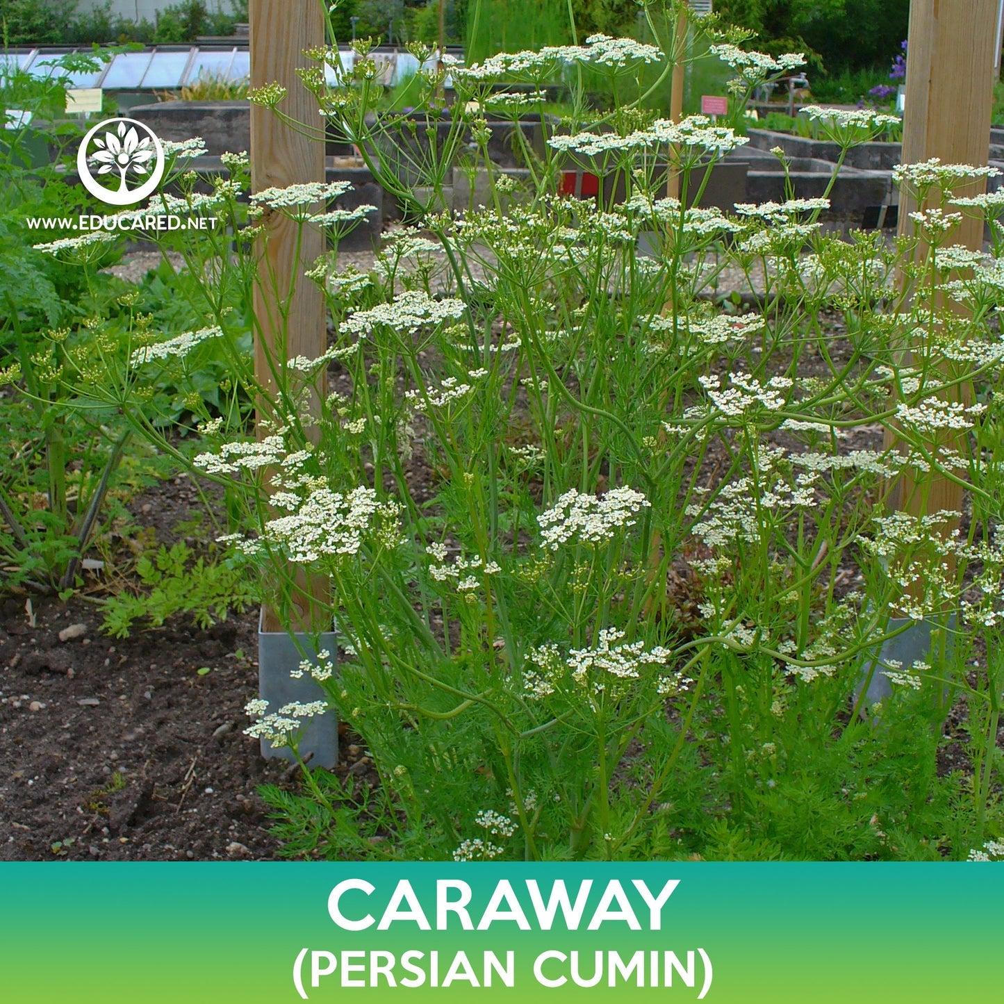 Caraway Seeds, Persian Cumin