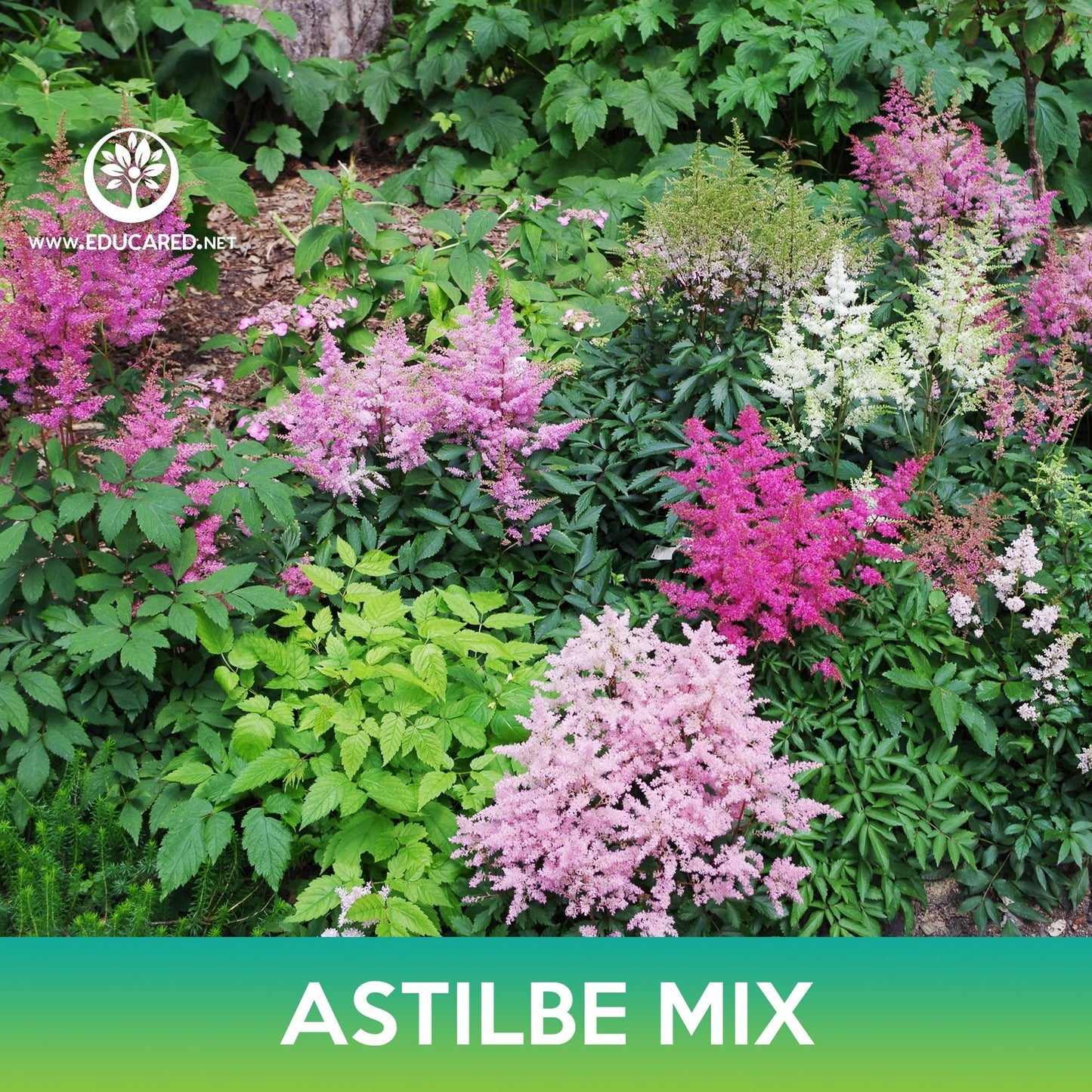 Astilbe Flower Mix Seeds