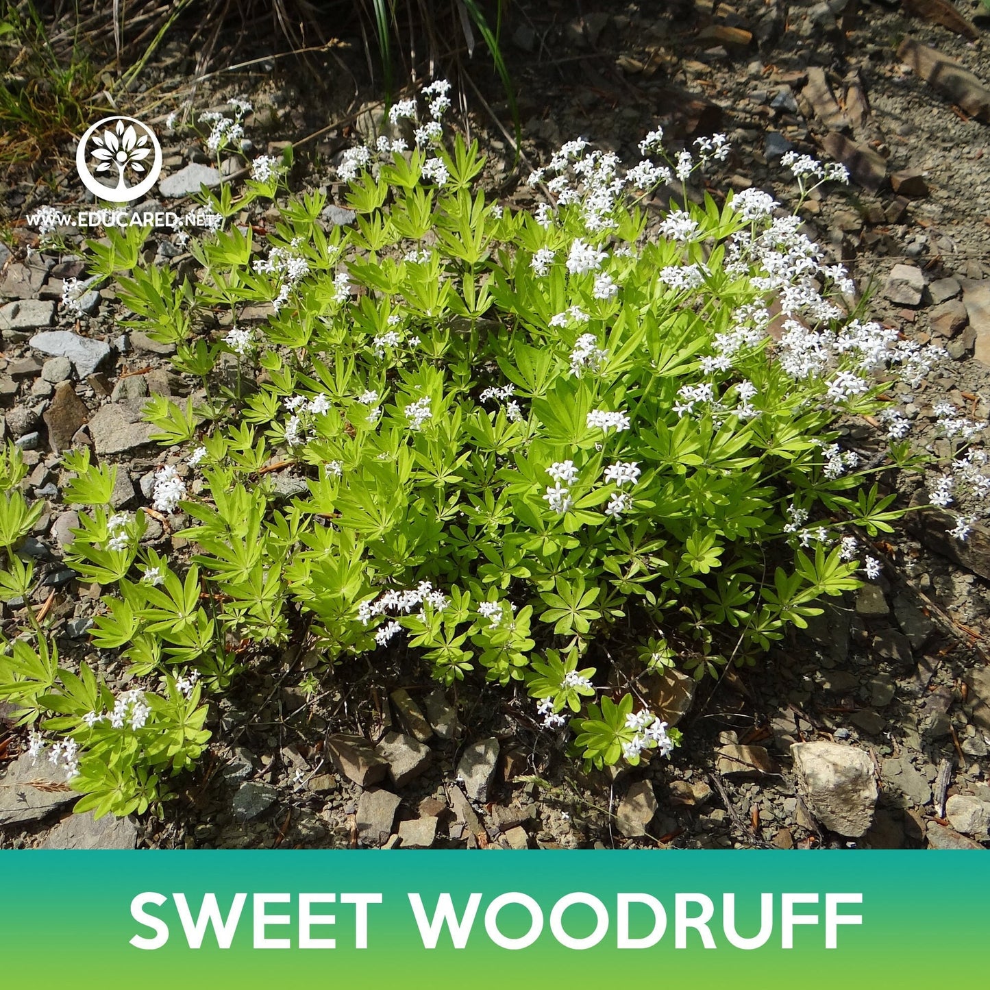 Sweet Woodruff Seeds, Galium odoratum