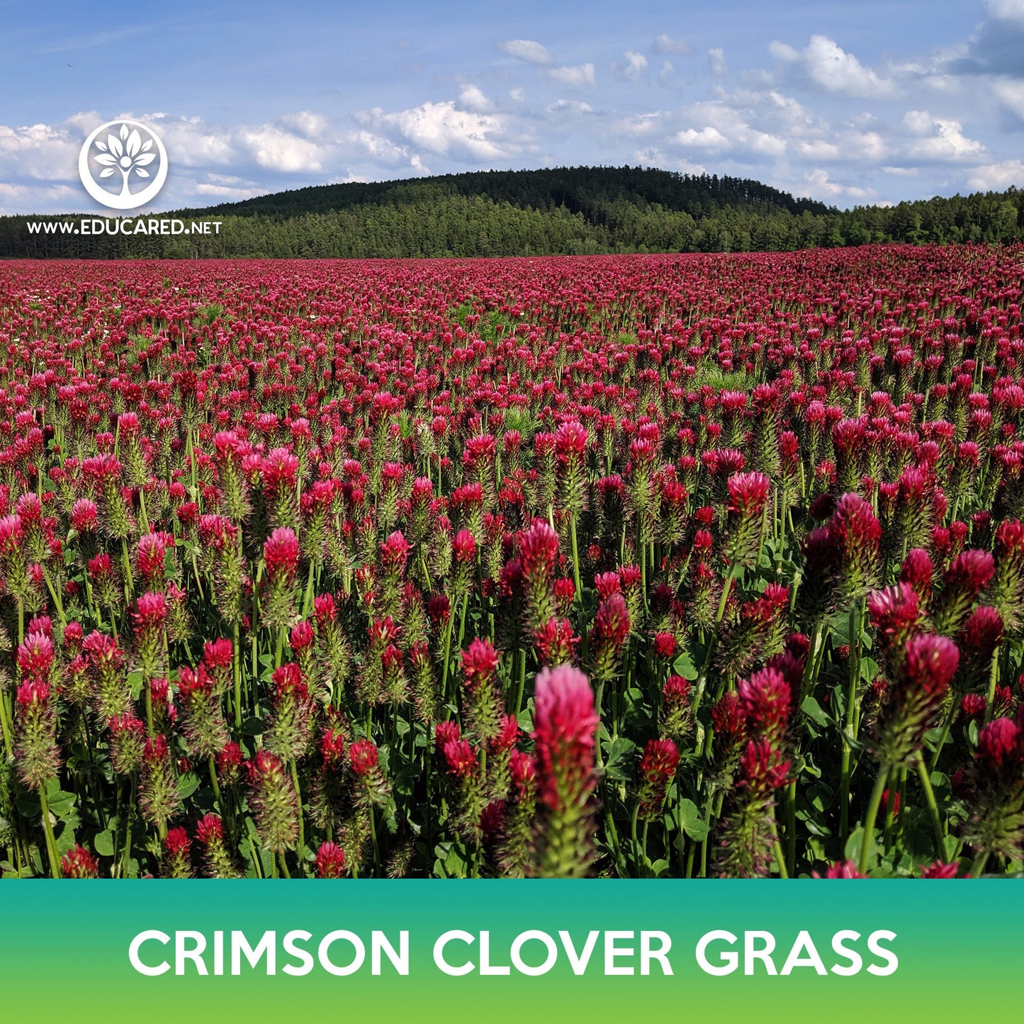 Crimson Clover Grass Seeds