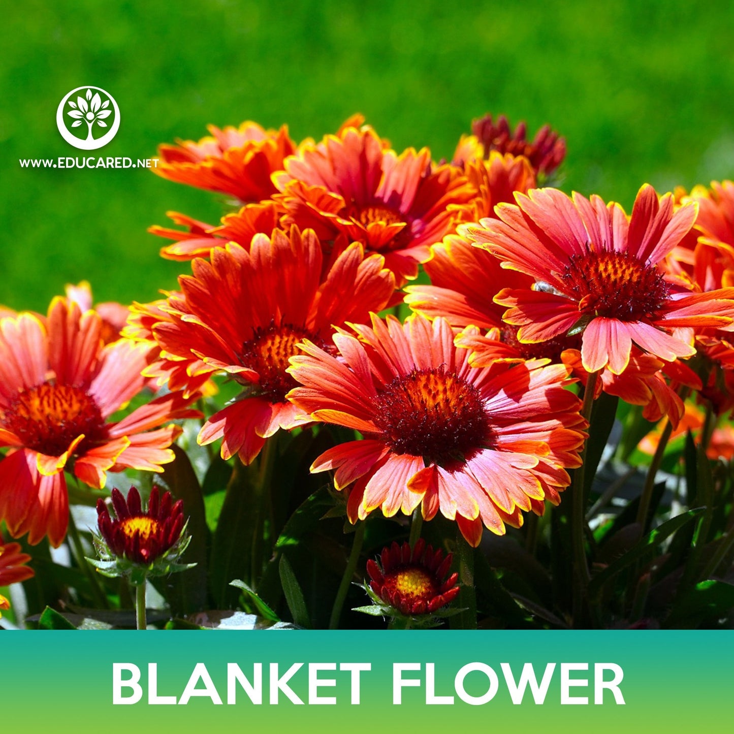 Blanket Flower Seeds