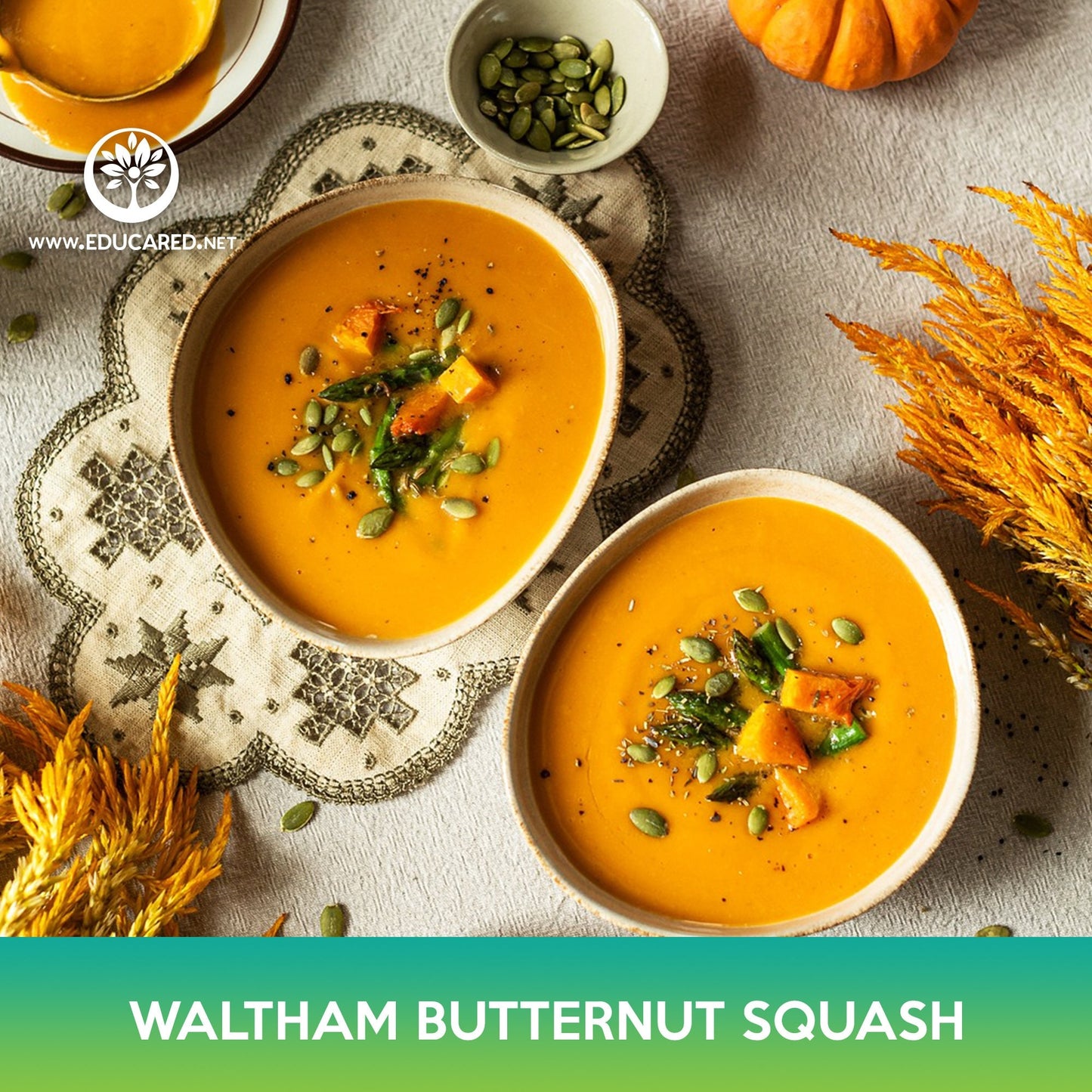 Waltham Butternut Squash Seeds
