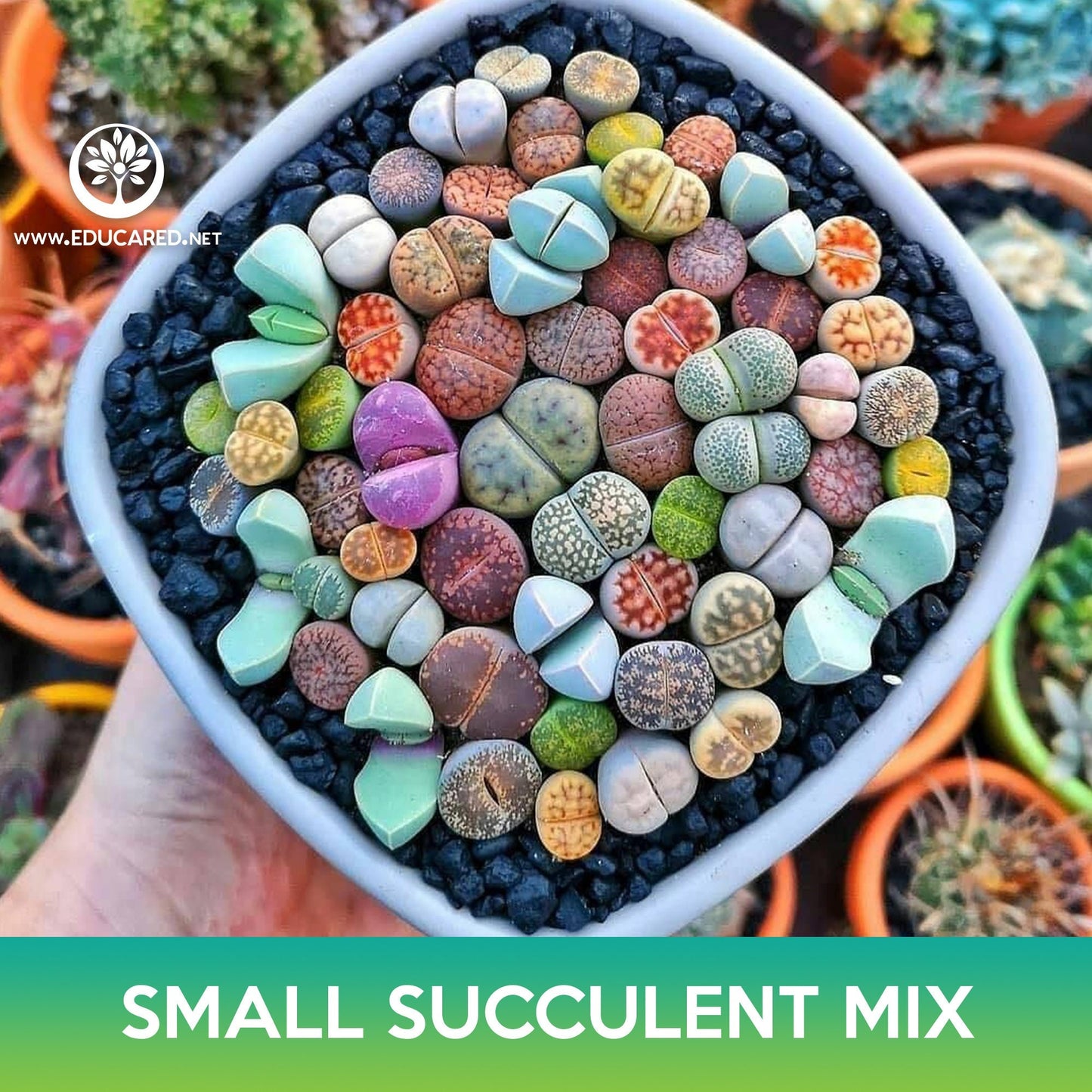 Small Succulent Mix Seeds