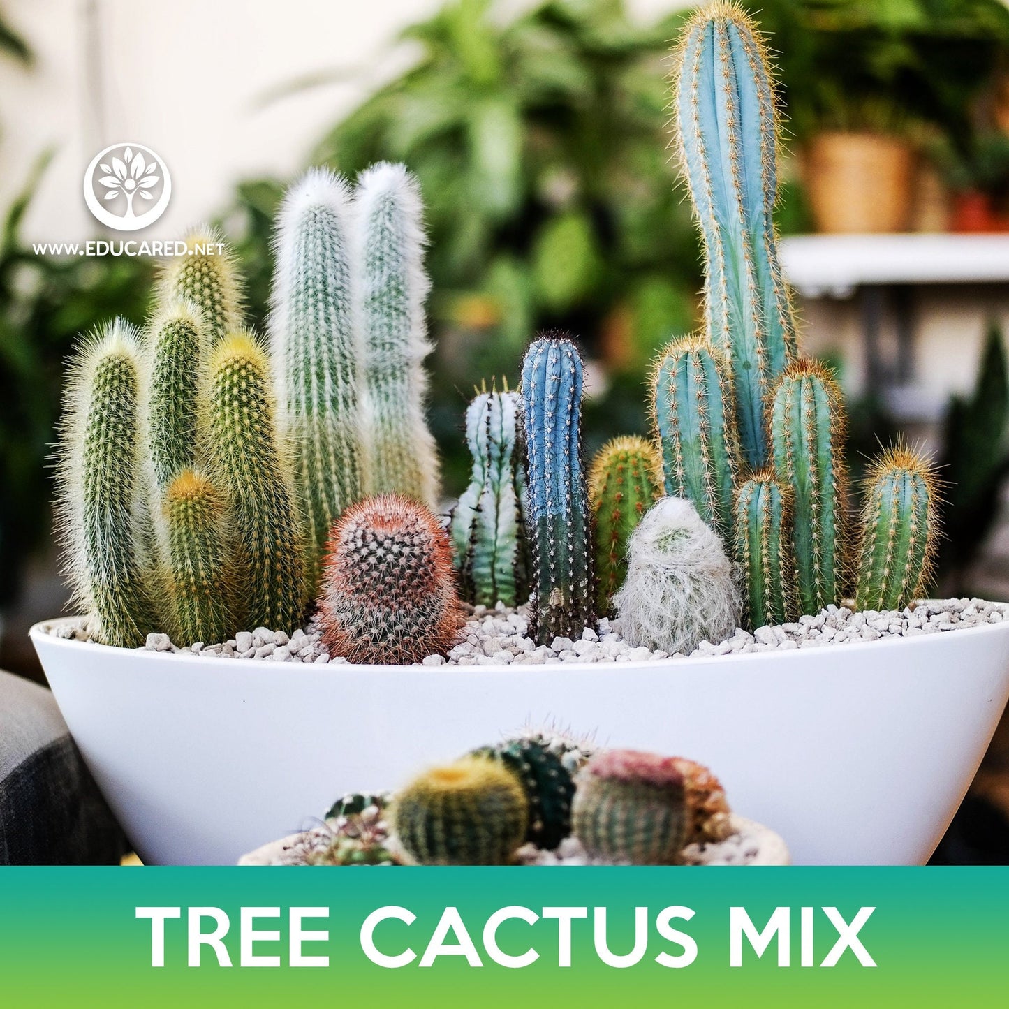 Tree Cactus Mix Seeds, Pilosocereus Seeds