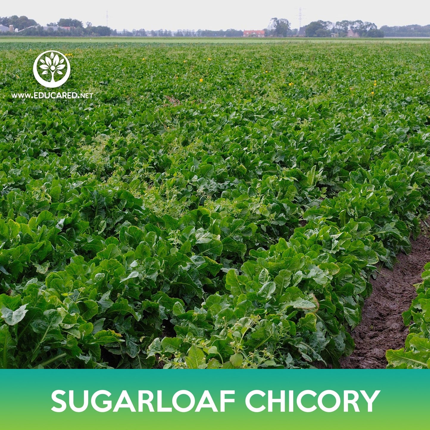 Sugarloaf Chicory Seeds