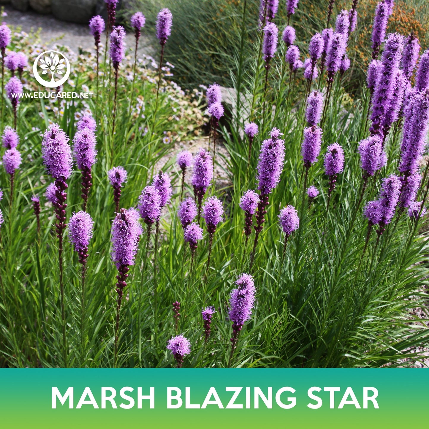 Marsh Blazing Star Seeds
