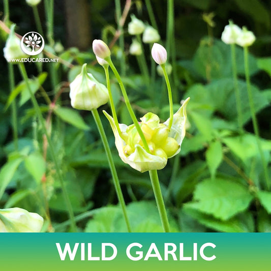 Wild Garlic Seeds, Canadian Garlic, Allium canadense