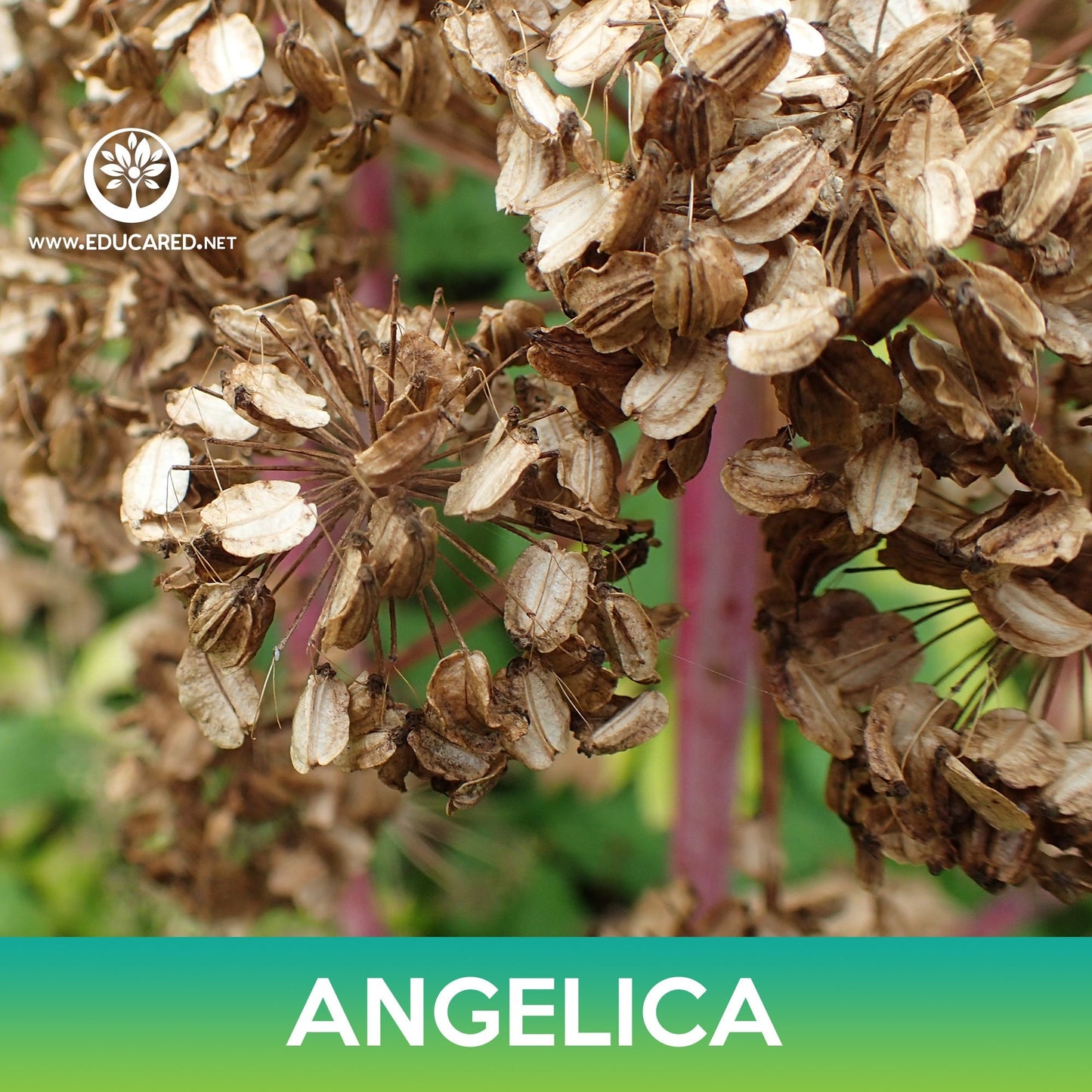 Angelica Seeds