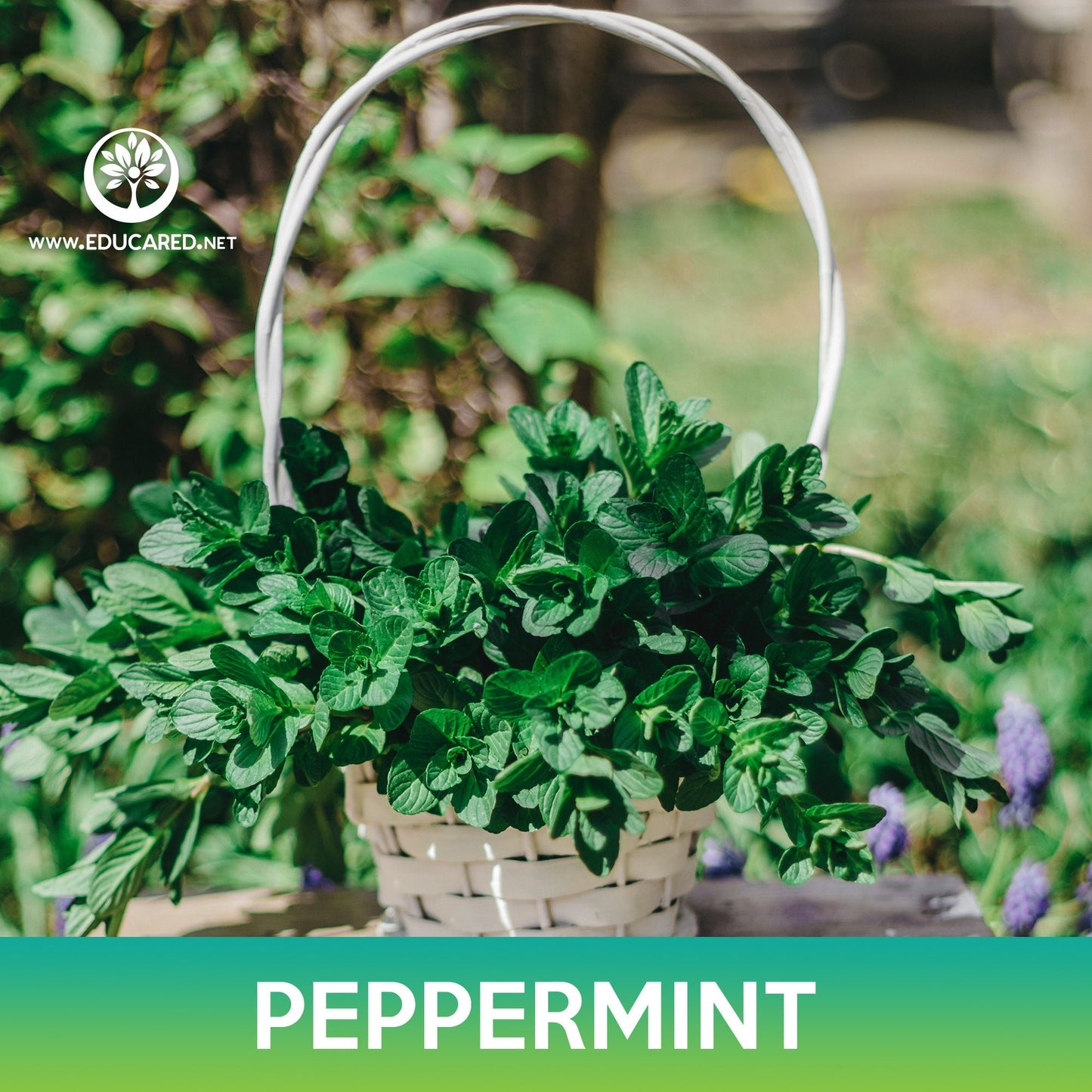 Peppermint Seeds