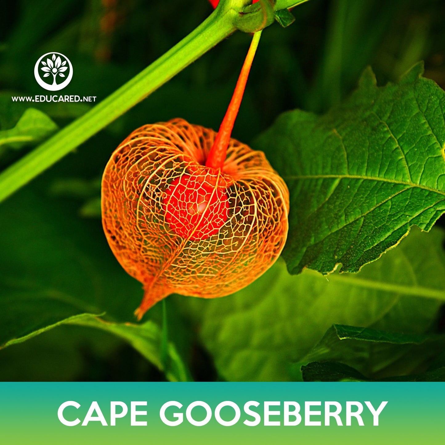 Cape Gooseberry Seeds, Physalis peruviana