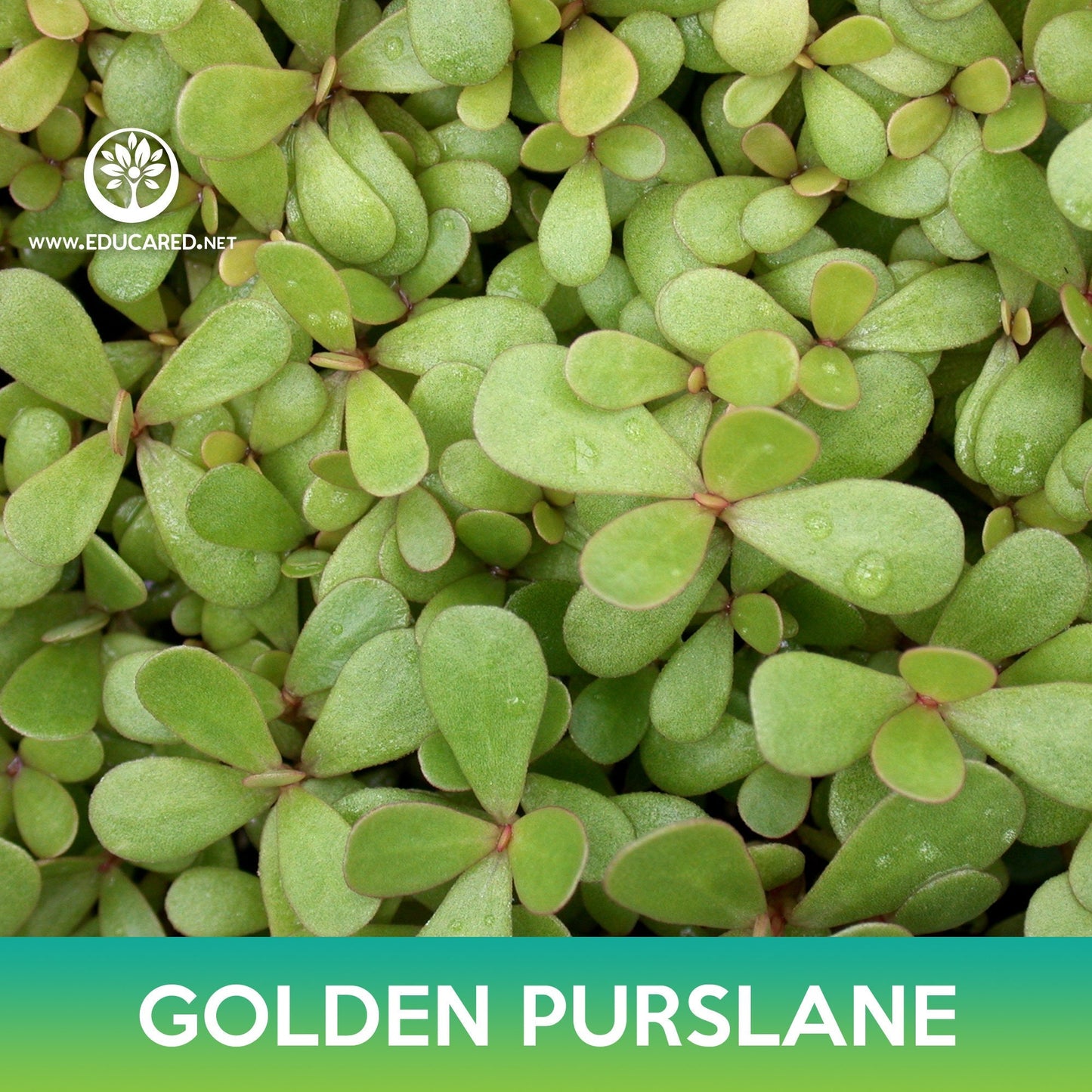 Golden Purslane Seeds, Portulaca oleracea sativa