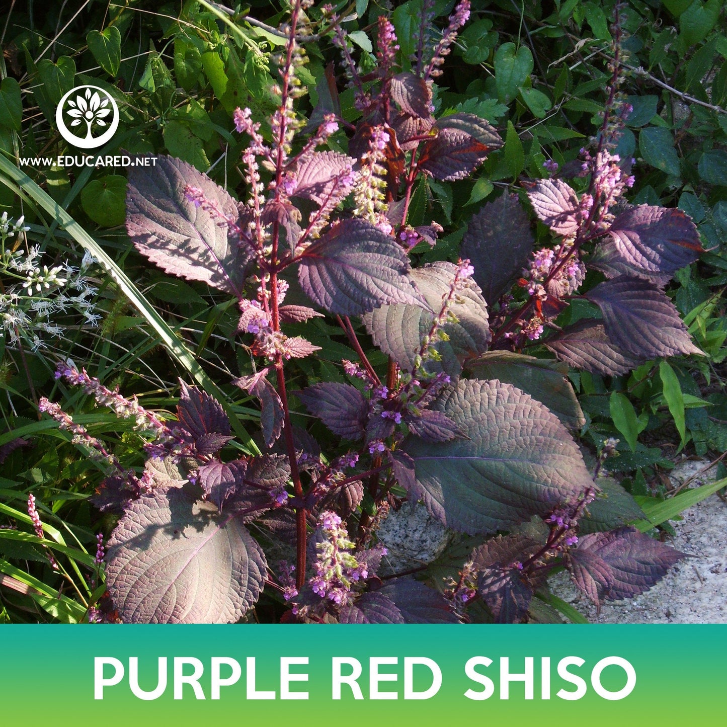 Purple Red Shiso Seeds