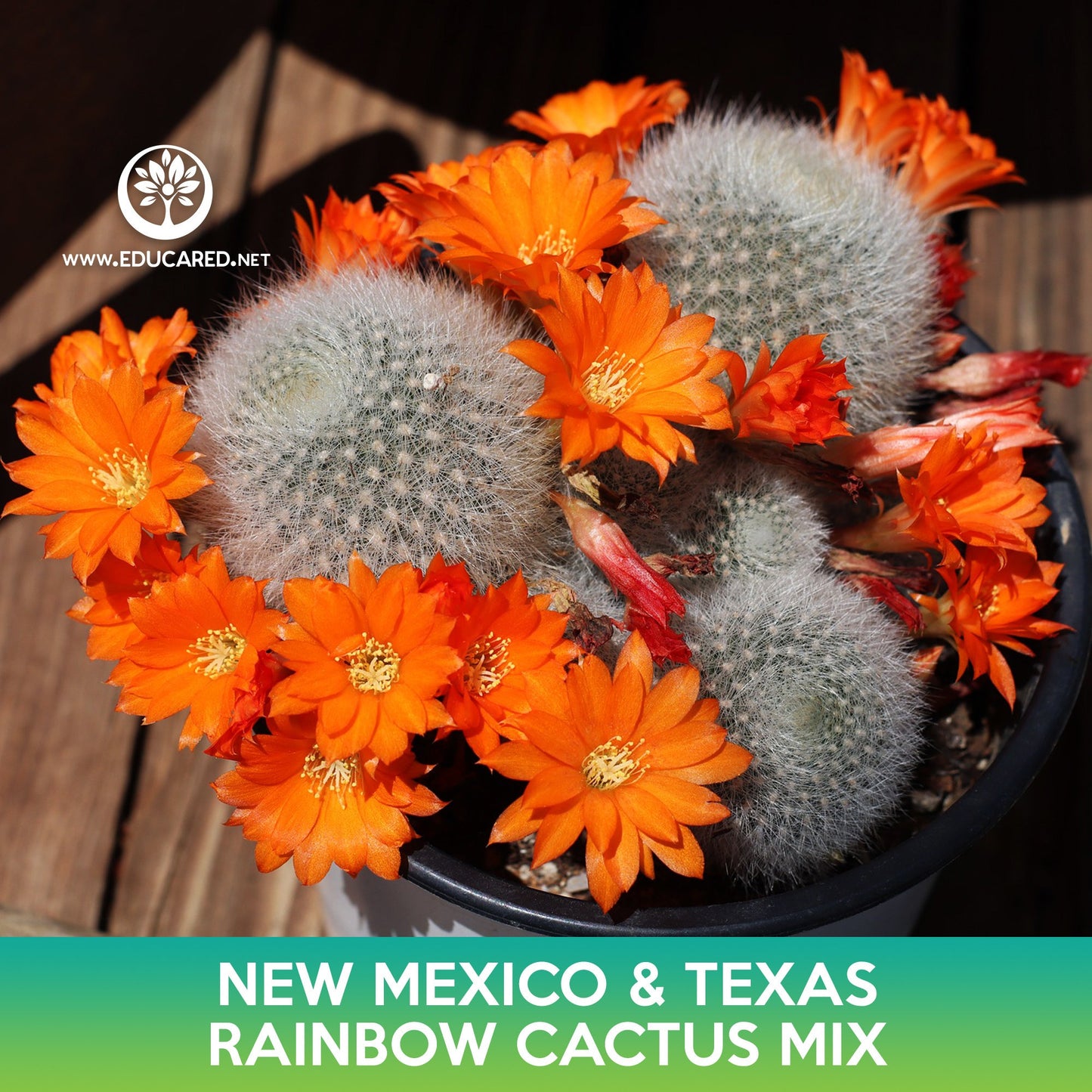 New Mexico and Texas Rainbow Cactus Mix Seeds, Echinocereus dasyacanthus