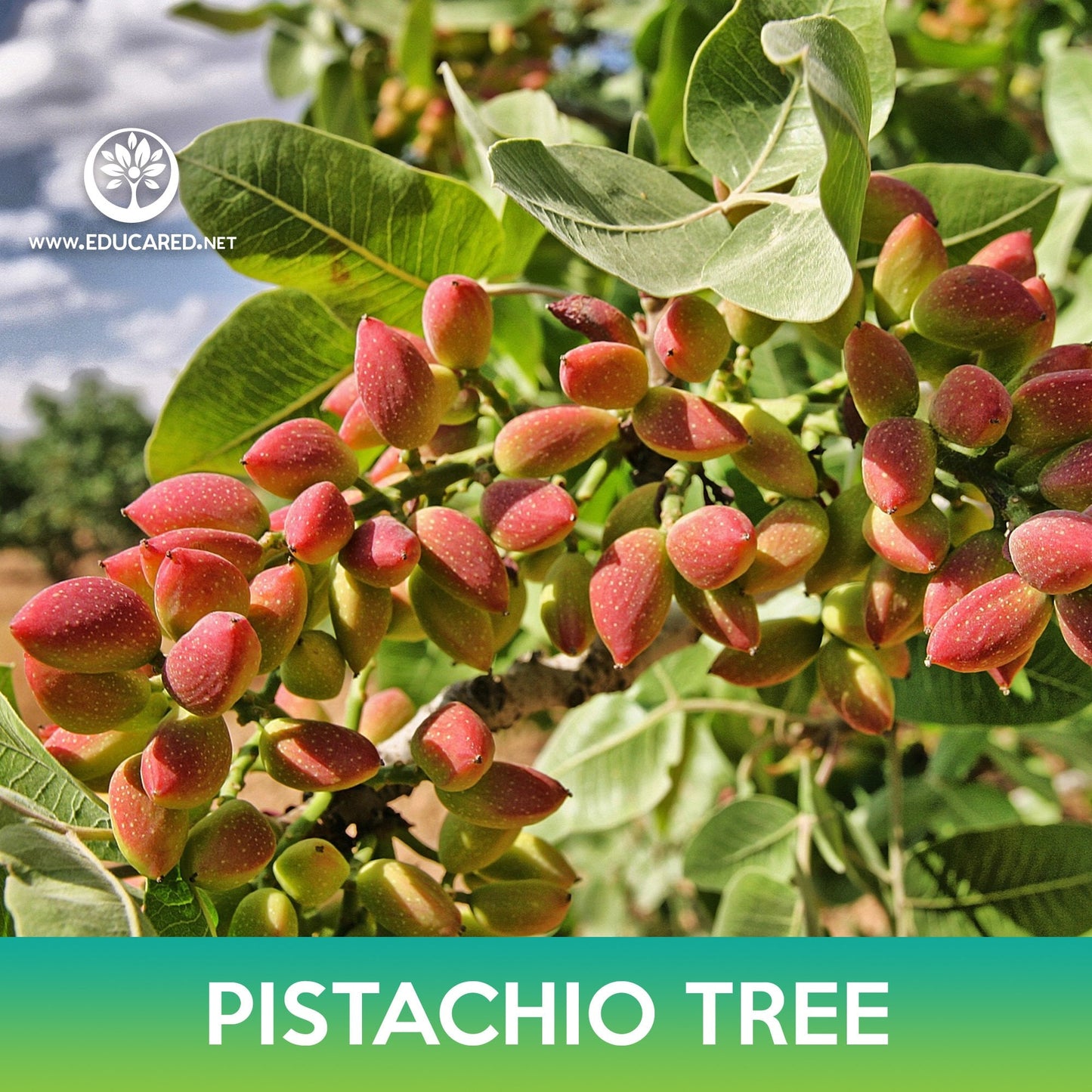 Pistachio Tree Seeds, Pistacia Vera