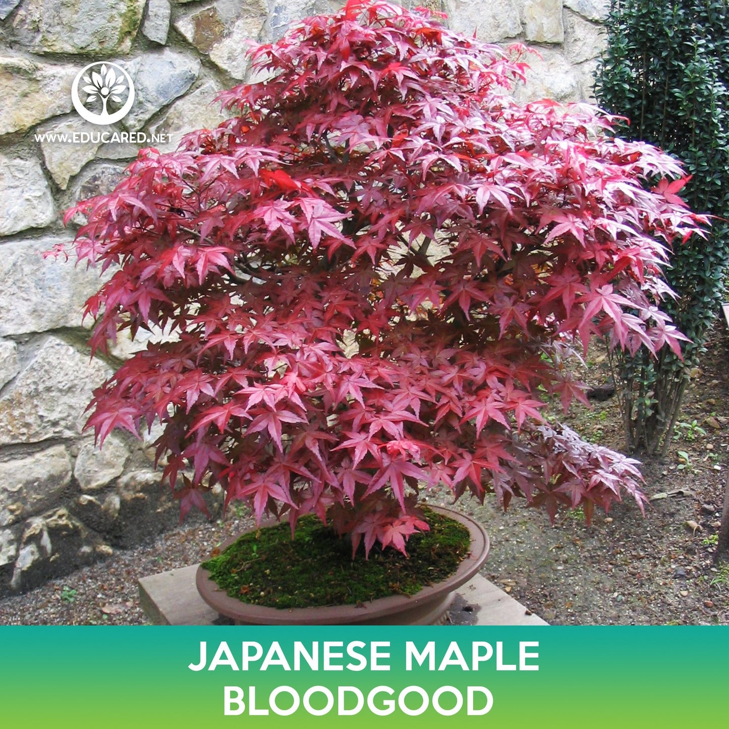 Bloodgood Japanese Maple Seeds