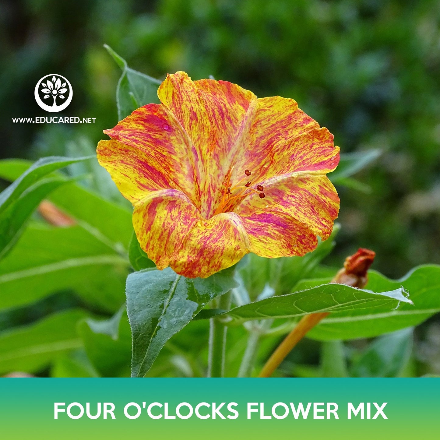 Four O'clocks Flower Mix Seeds