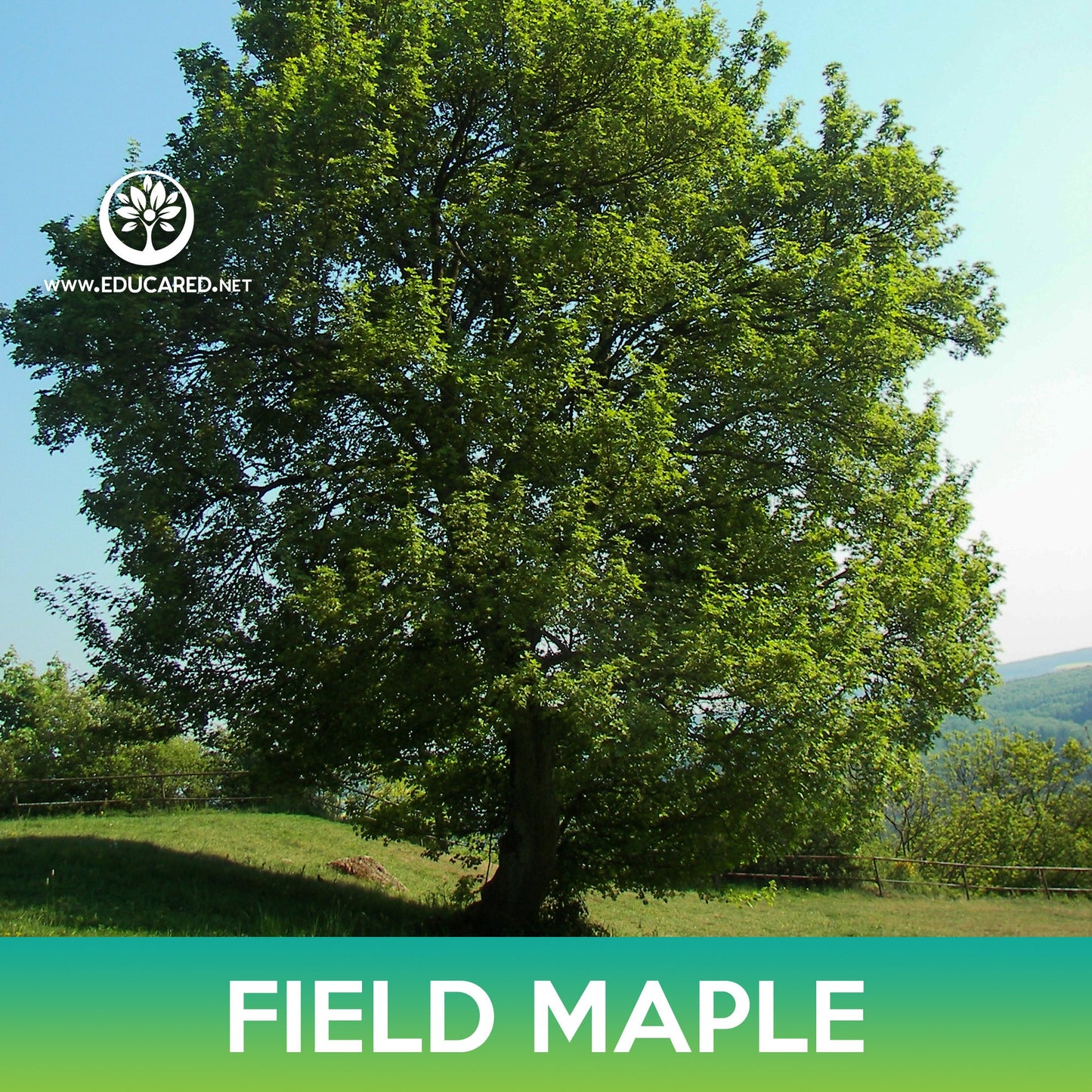 Field Maple Seeds, Common Maple