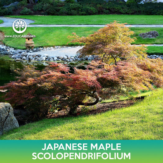 Scolopendrifolium Japanese Maple Seeds