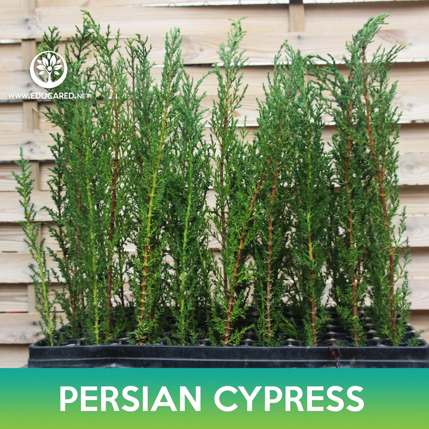 Persian Cypress Seeds