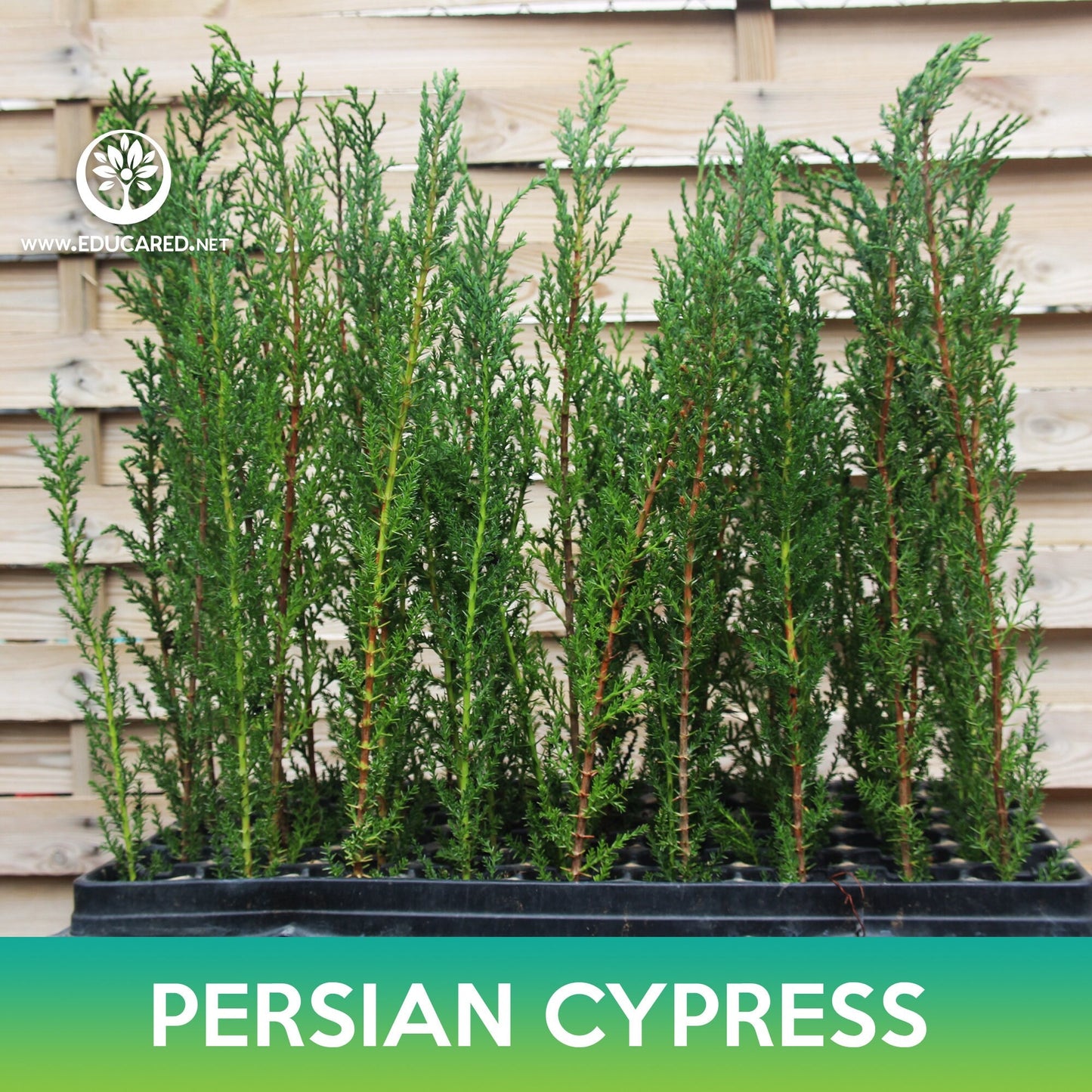 Persian Cypress Seeds, Cupressus sempervirens