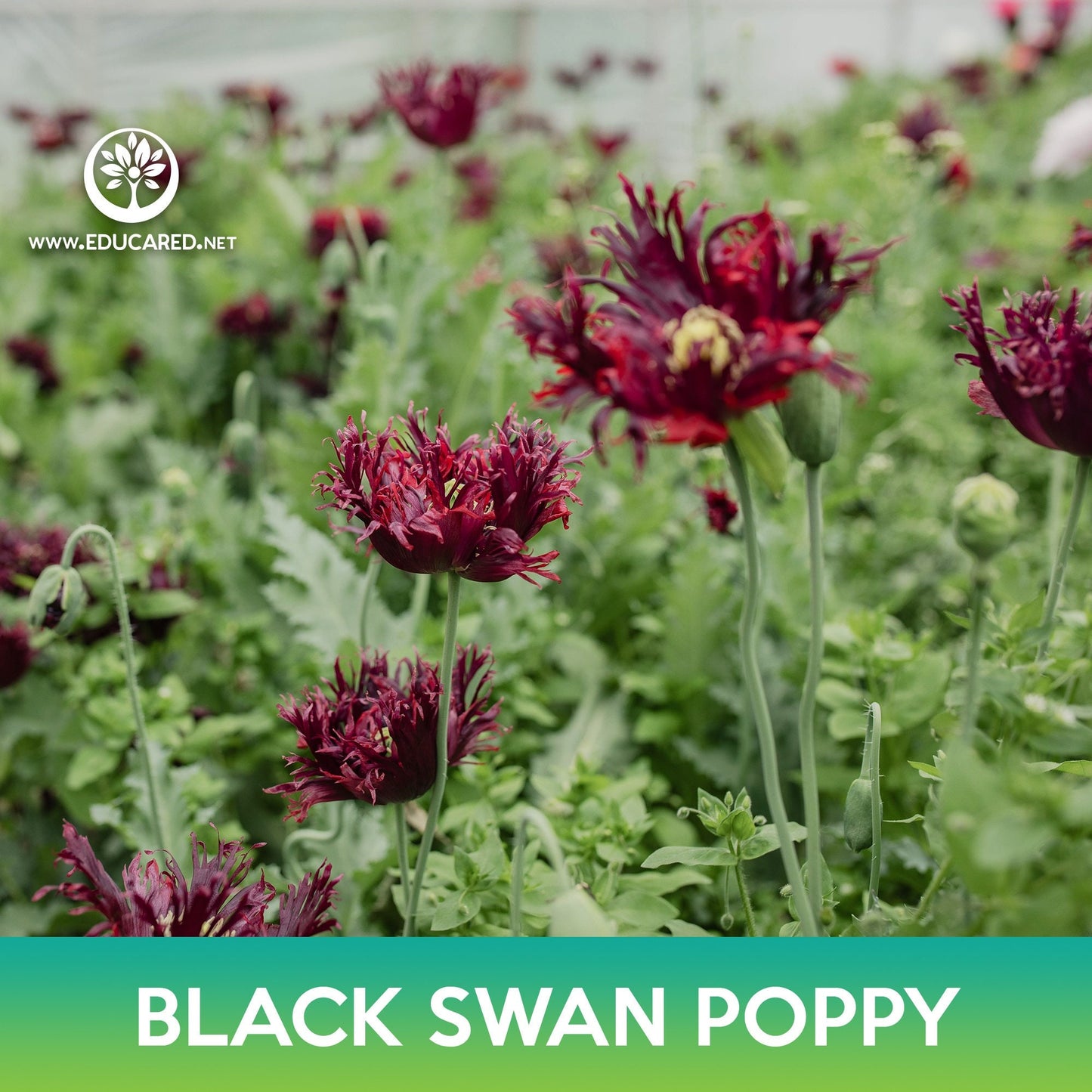 Black Swan Poppy Seeds