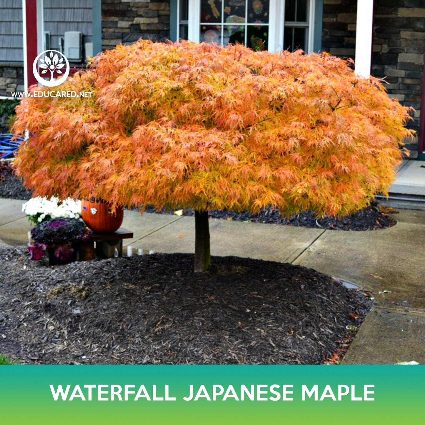 Waterfall Japanese Maple Tree Seeds, Acer palmatum waterfall