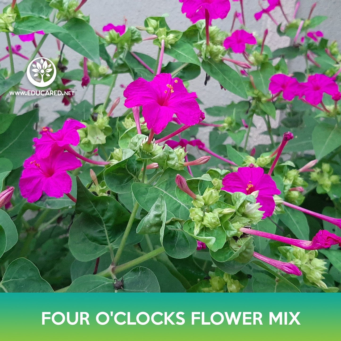 Four O'clocks Flower Mix Seeds, Mirabilis jalapa