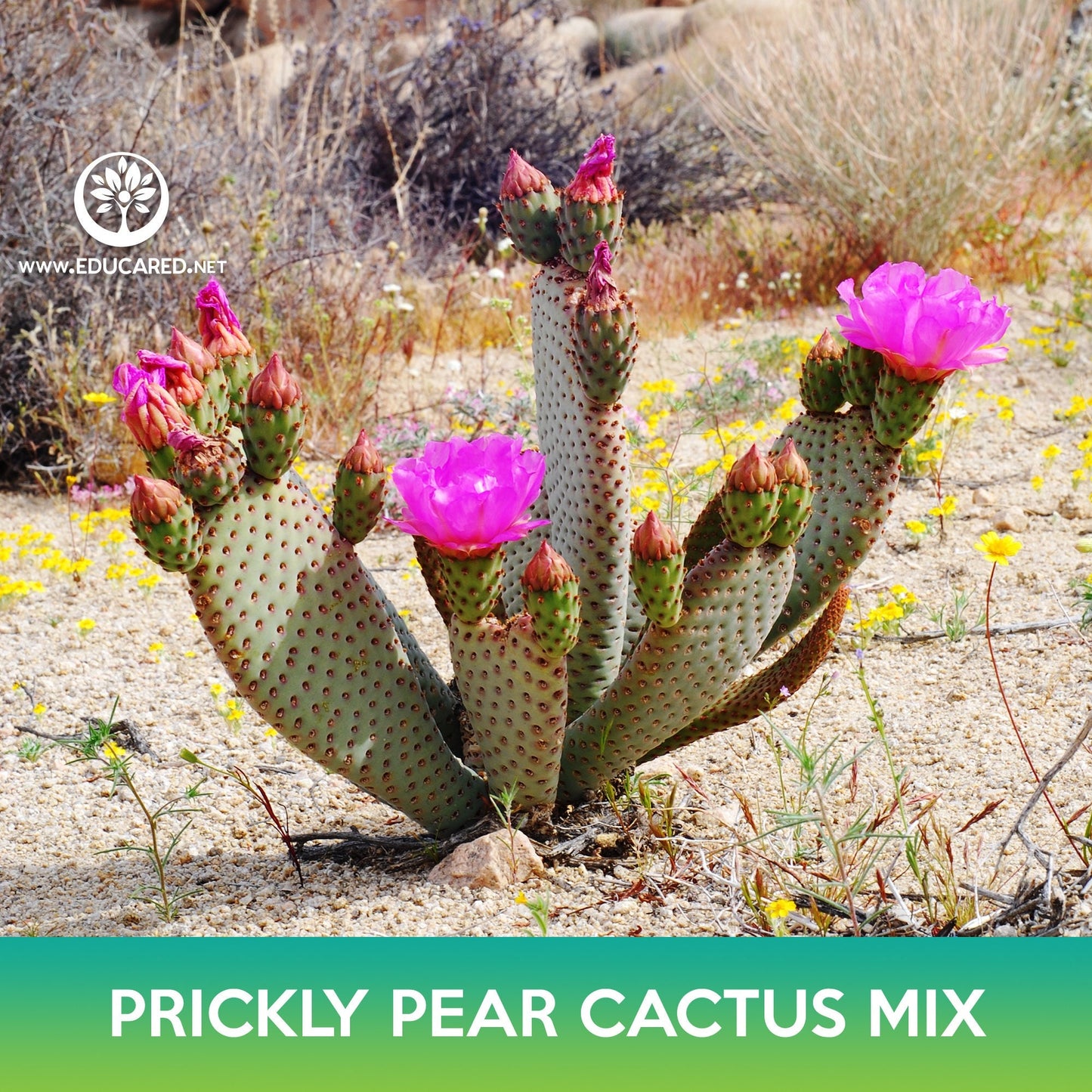 Prickly Pear Cactus Mix Seeds, Opuntia