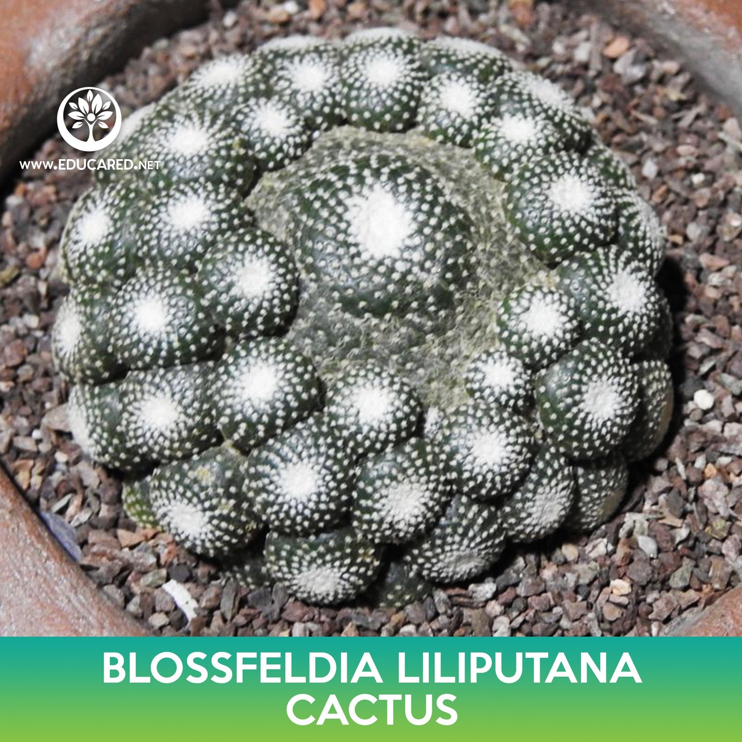 Blossfeldia liliputana Cactus Seeds