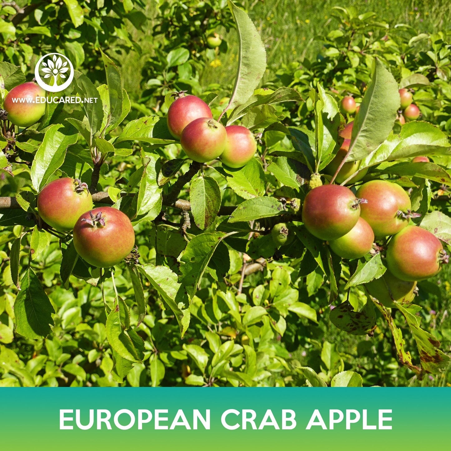 European Crab Apple Seeds, Wild Crab Apple, Malus sylvestris