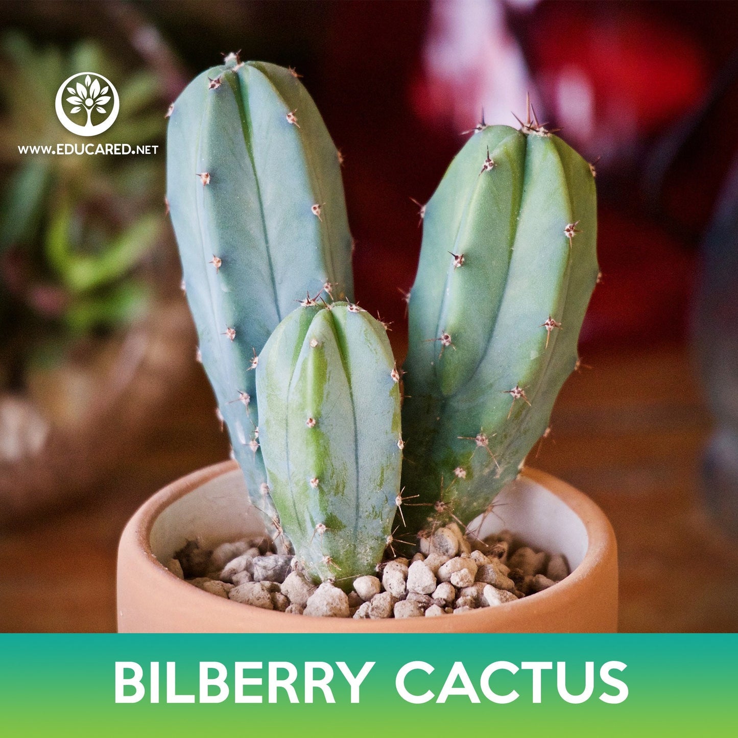 Bilberry Cactus Seeds