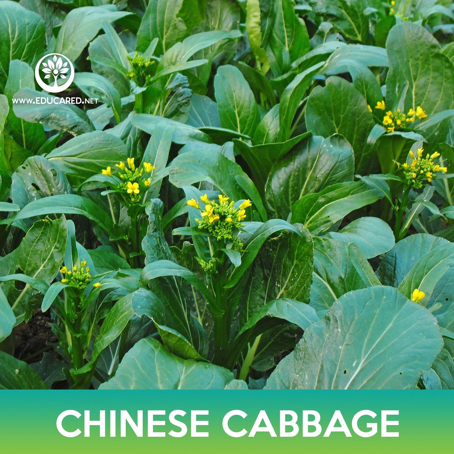 Chinese Cabbage Seeds