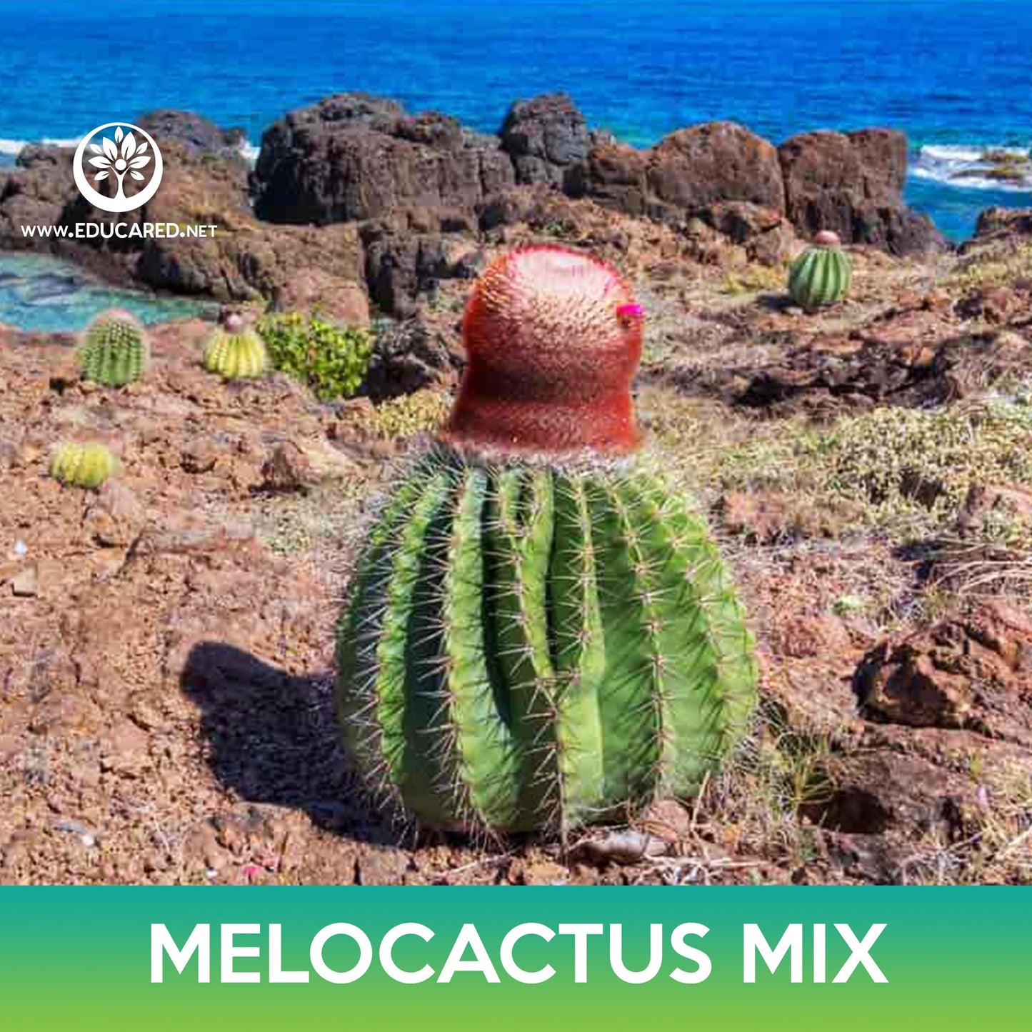 Melocactus Cactus Mix Seeds