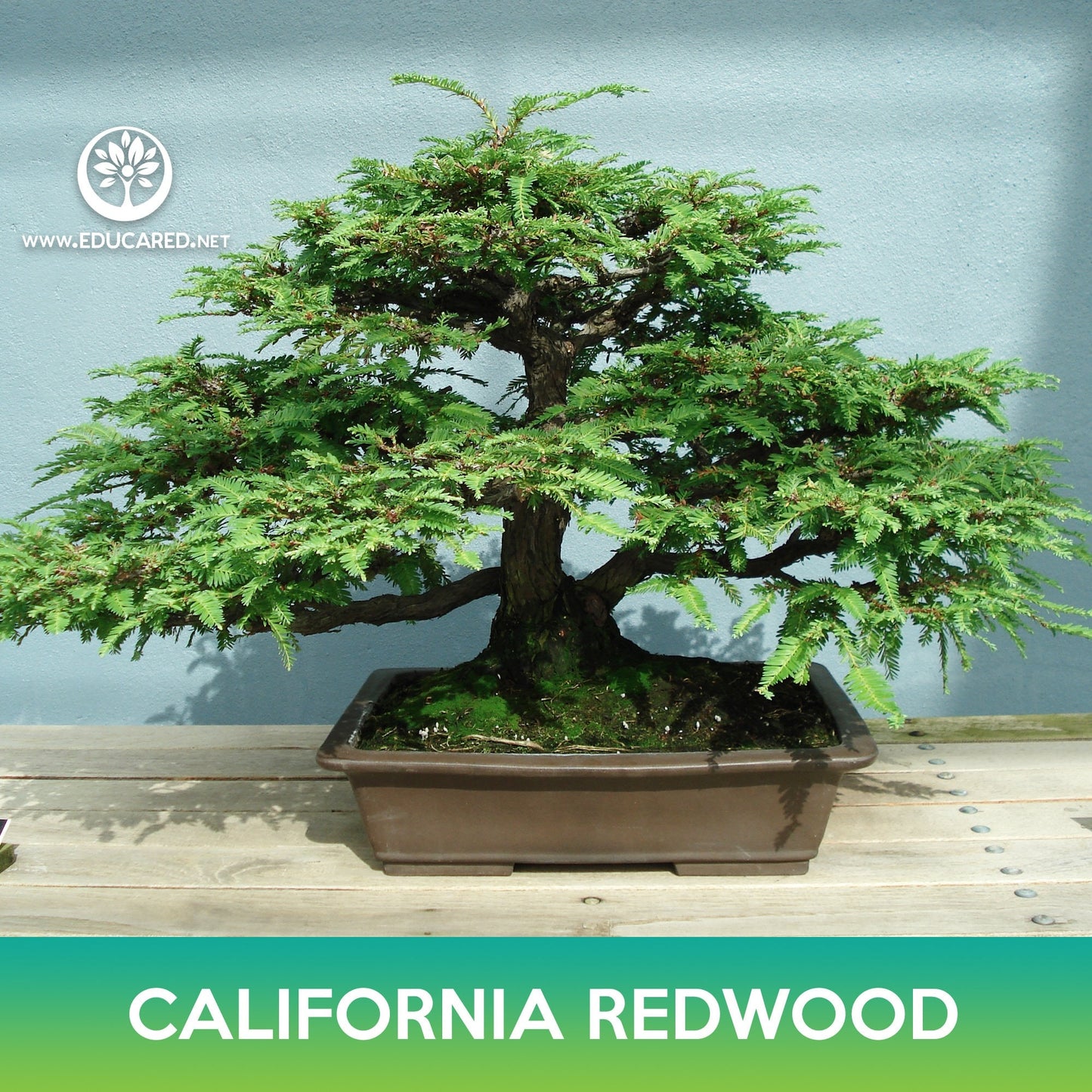 California Redwood Seeds, Coastal Sequoia, Coast Redwood