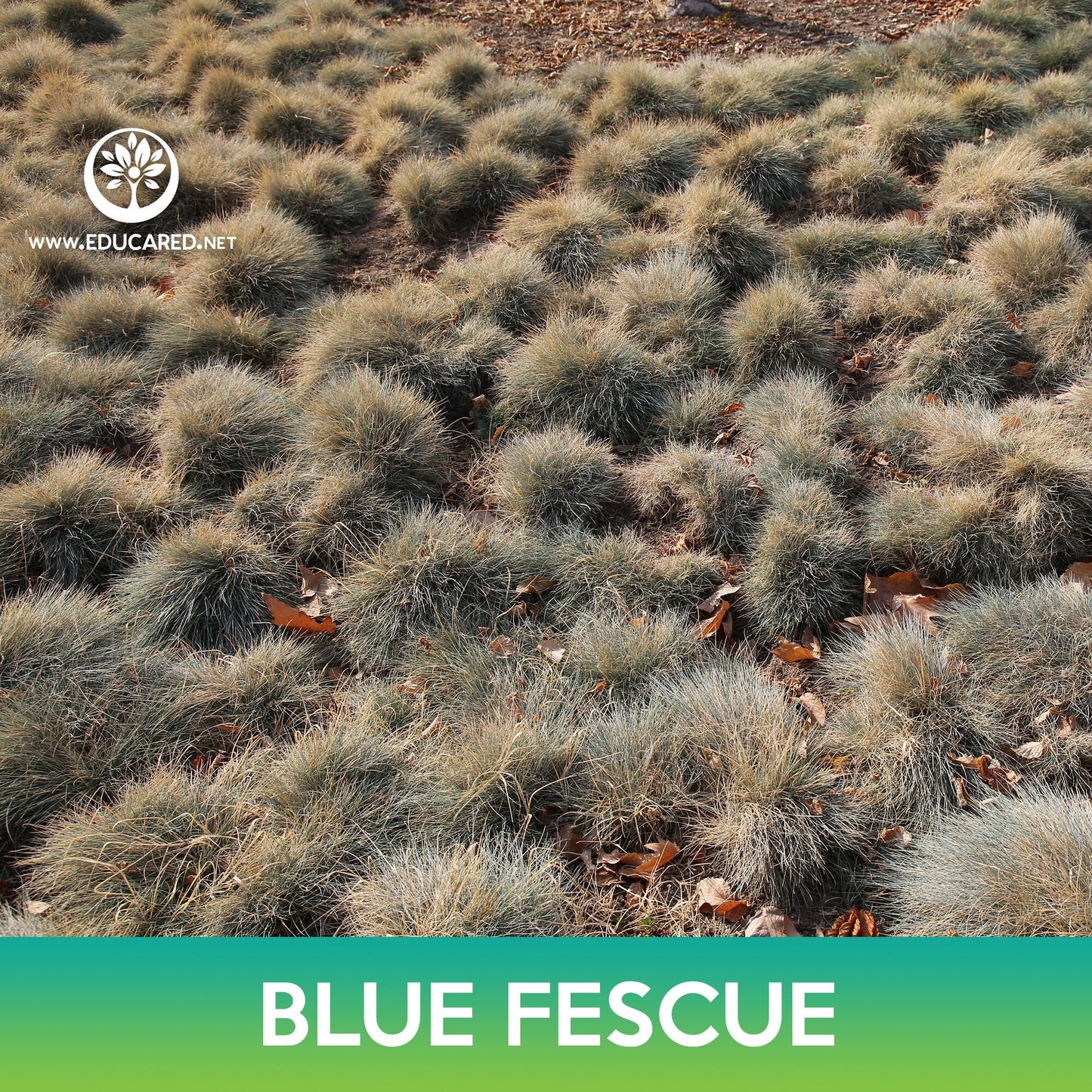 Blue Fescue Grass Seeds