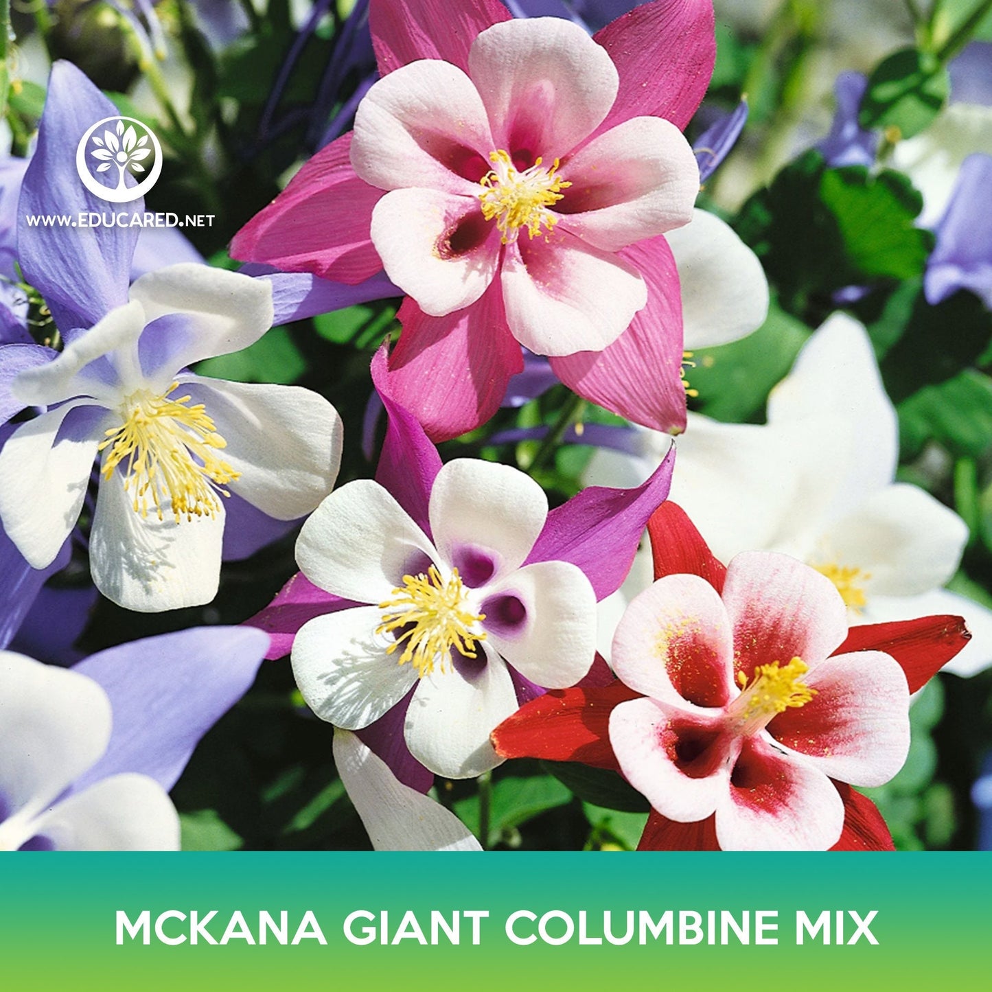 Mckana Giant Columbine Mix Seeds, Aquilegia hybrida