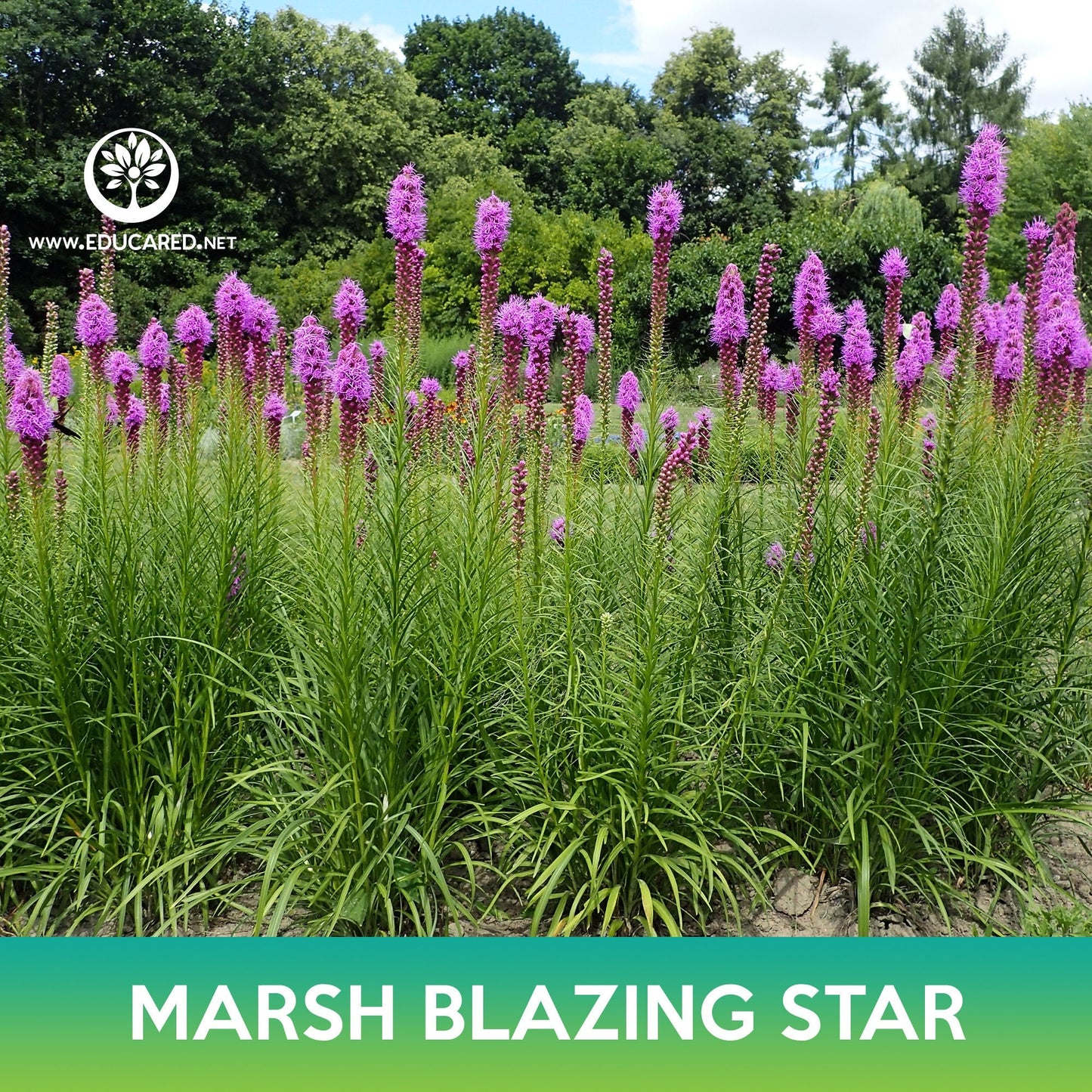 Marsh Blazing Star Seeds