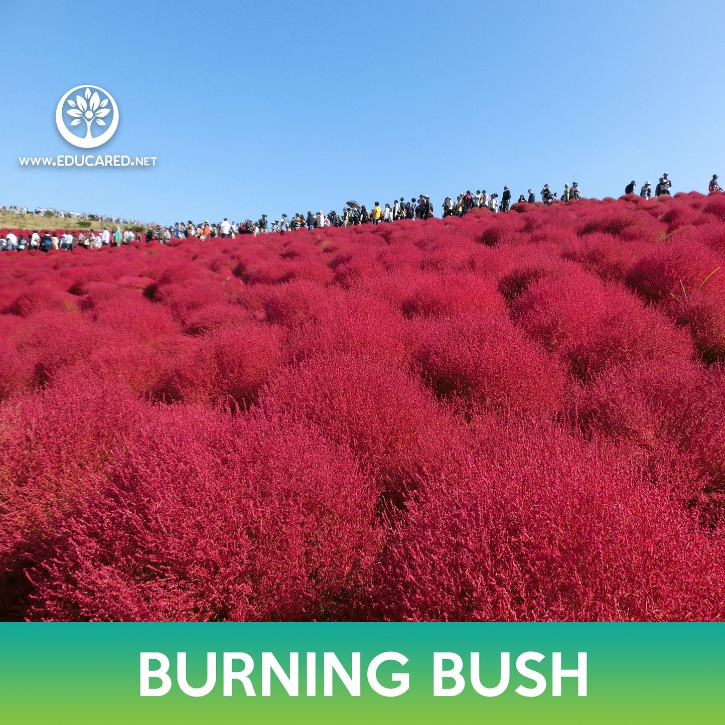 Burning Bush Grass Seeds, Ragweed