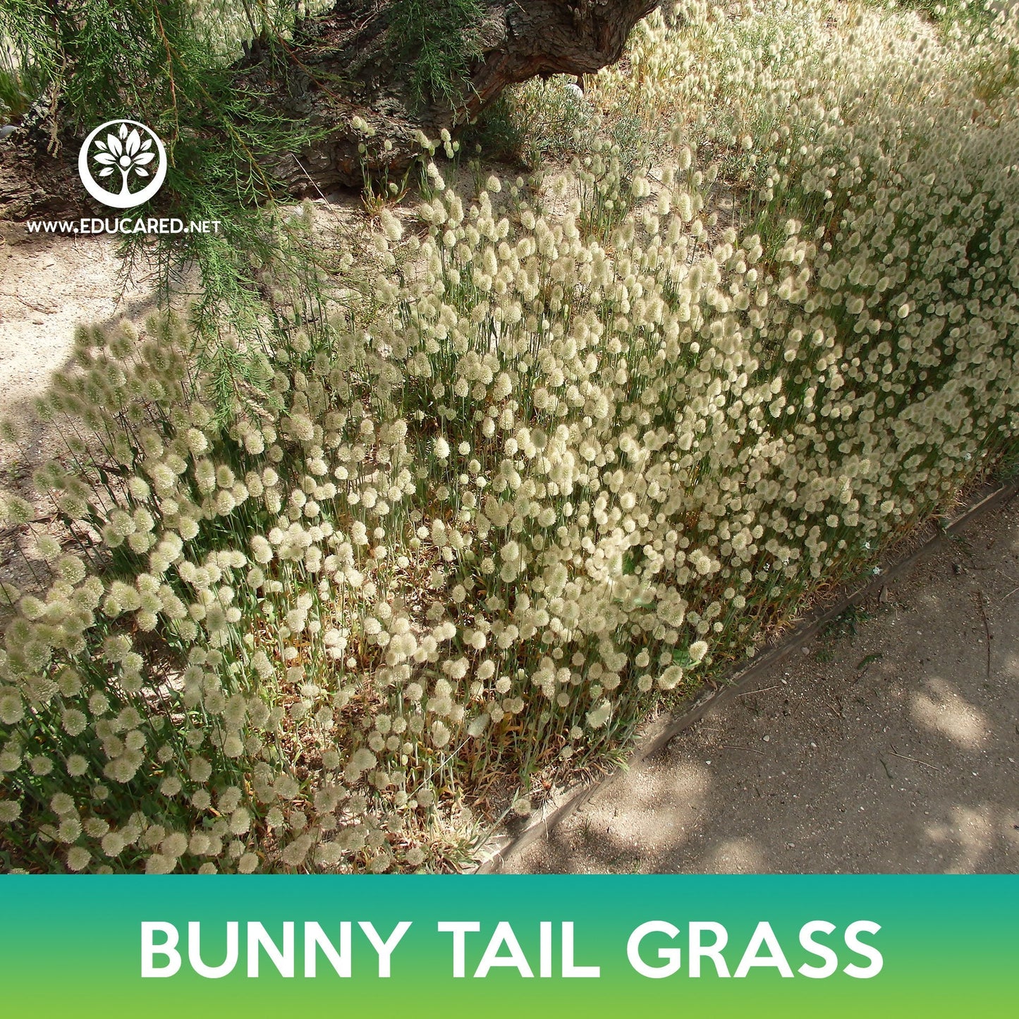 Bunny Tail Grass Seeds