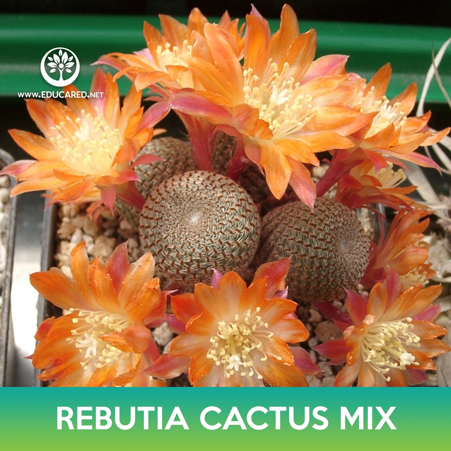 Rebutia Cactus Mix Seeds