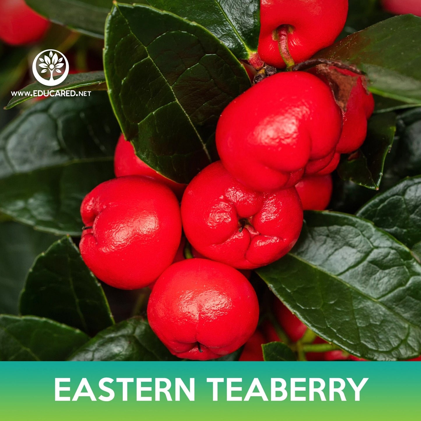 Eastern Teaberry Seeds, American Wintergreen, Gaultheria procumbens