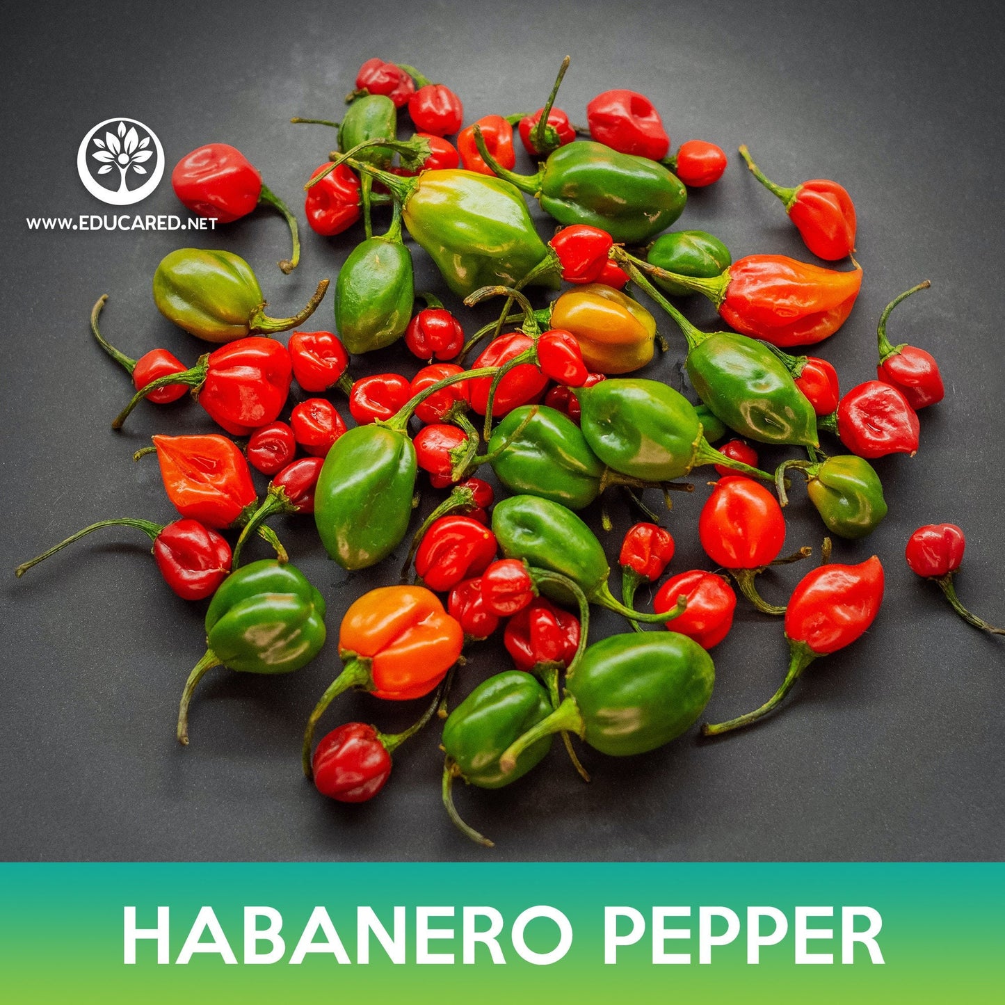 Habanero Pepper Seeds, Capsicum chinense