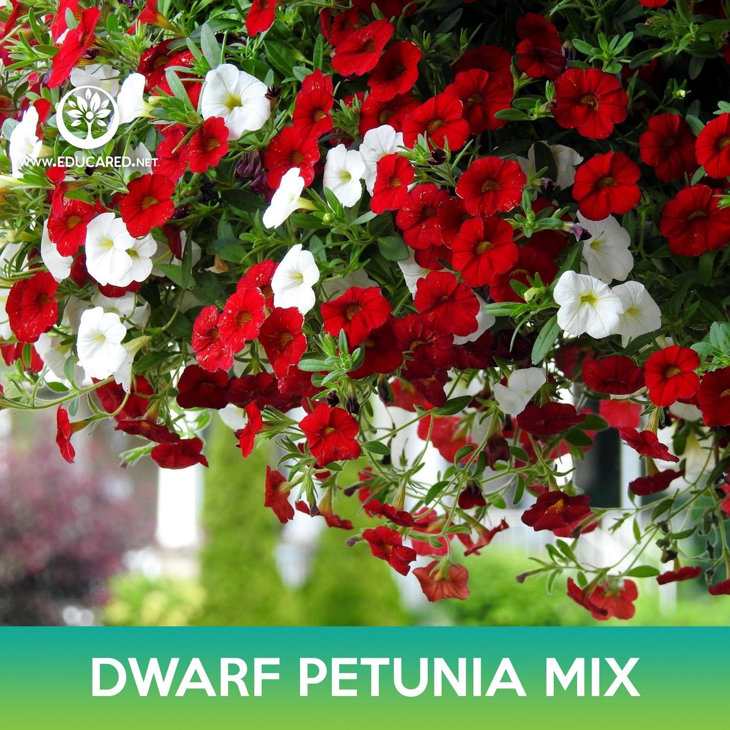 Dwarf Petunia Mix Seeds