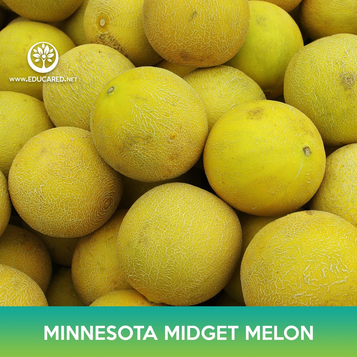 Minnesota Midget Melon Seeds