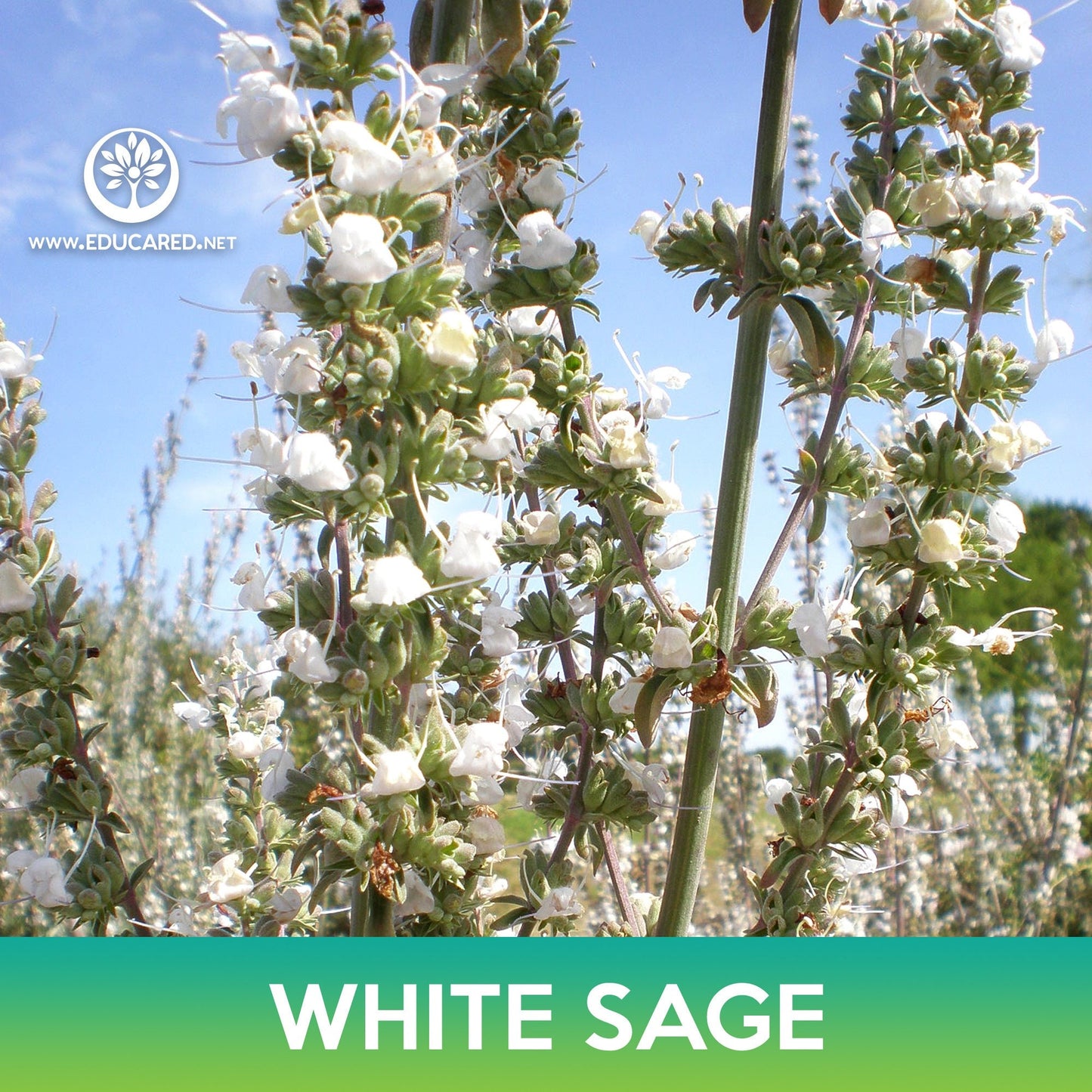 White Sage Seeds, Sacred Sage, Salvia apiana