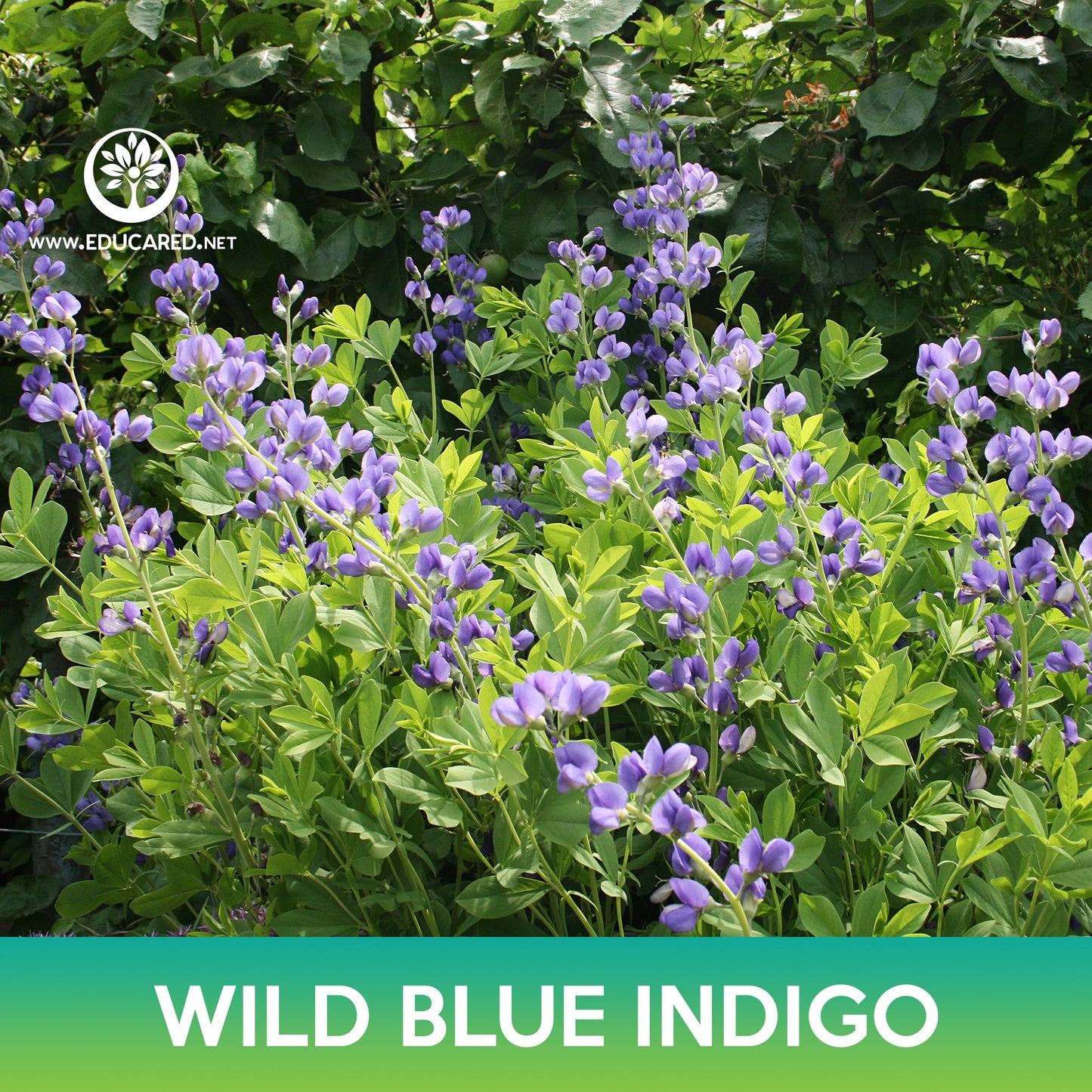 Wild Blue Indigo Flower Seeds, Blue False Indigo