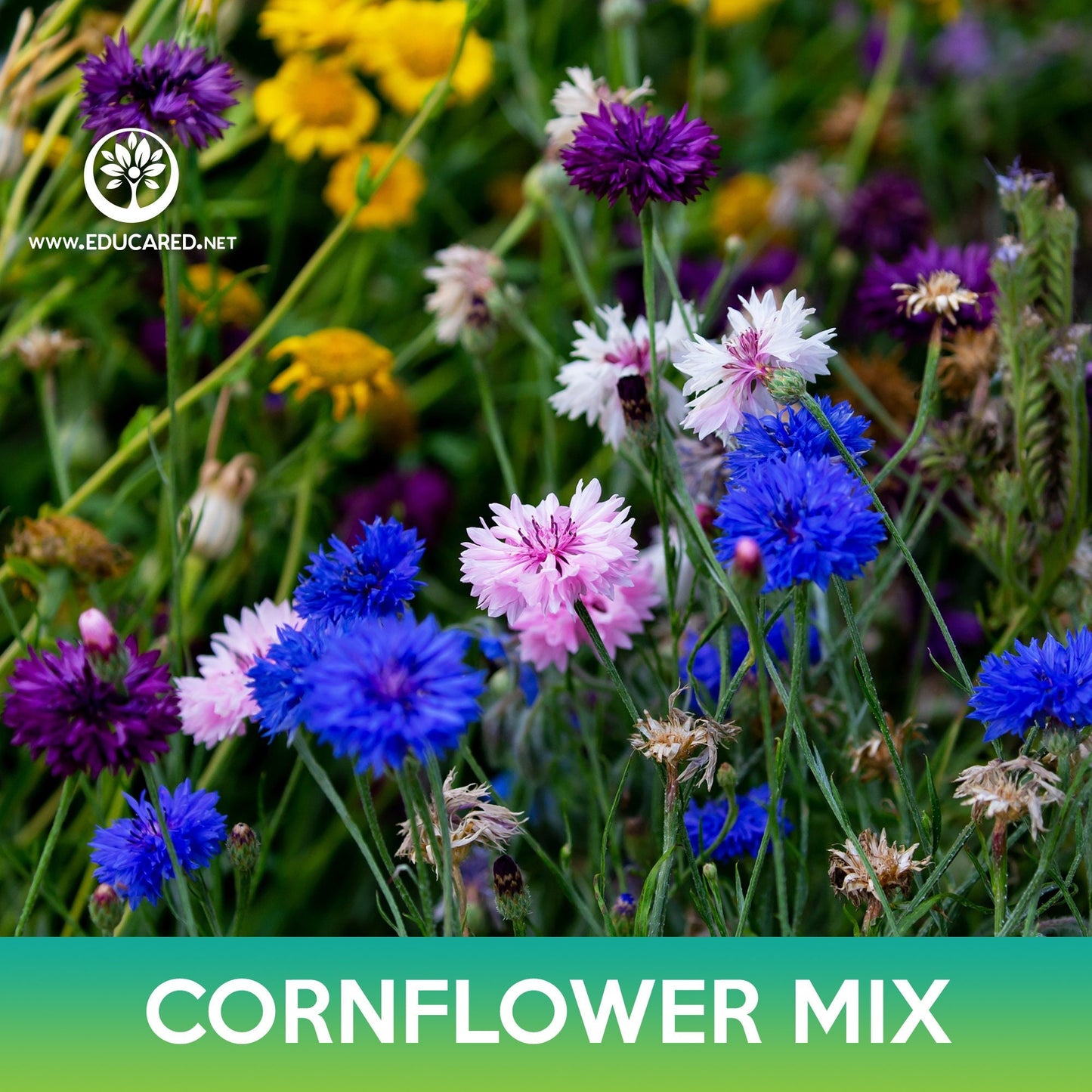 Cornflower Mix Seeds